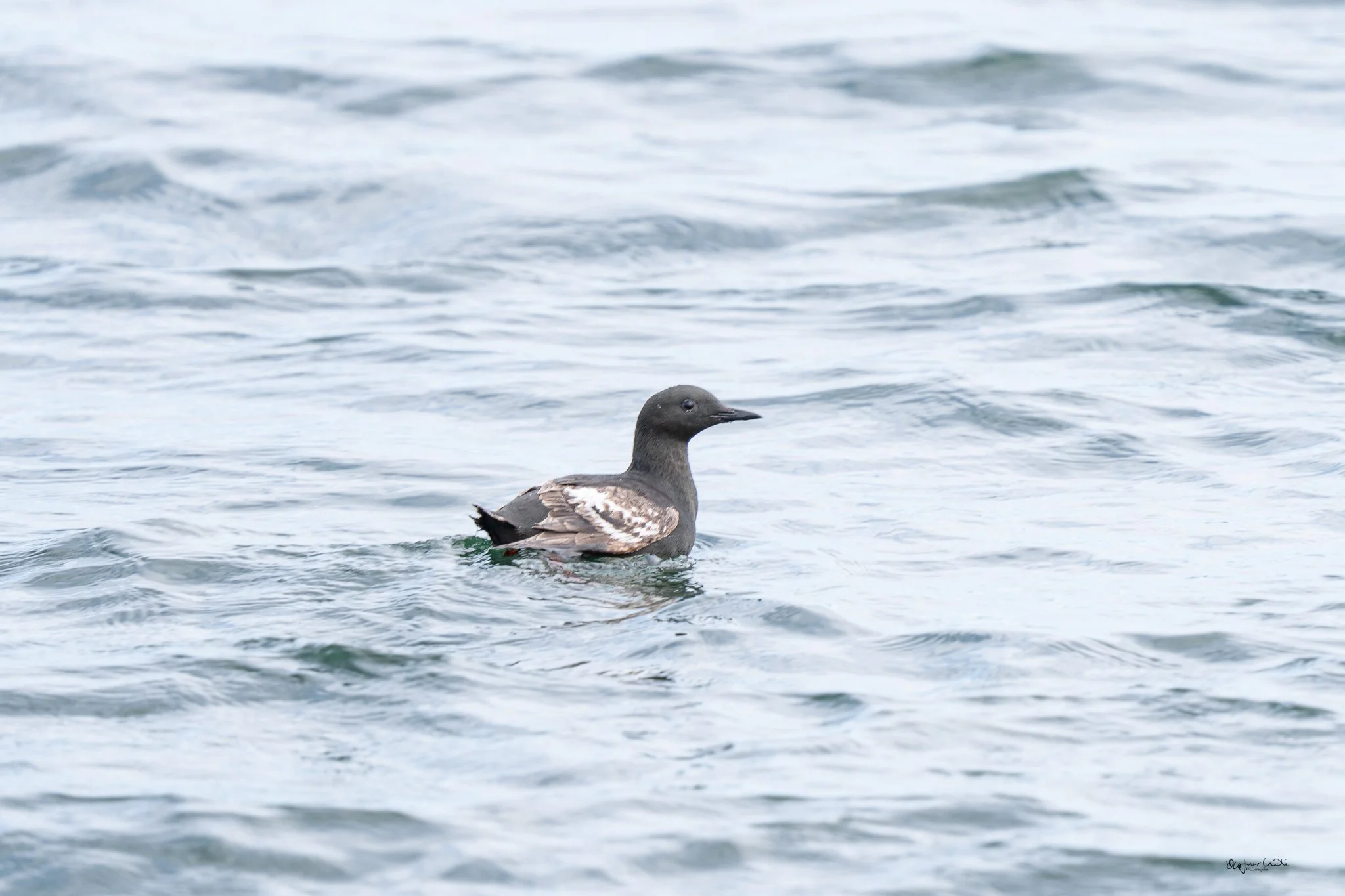 In Icelandic this bird is known as Haftyðrill.