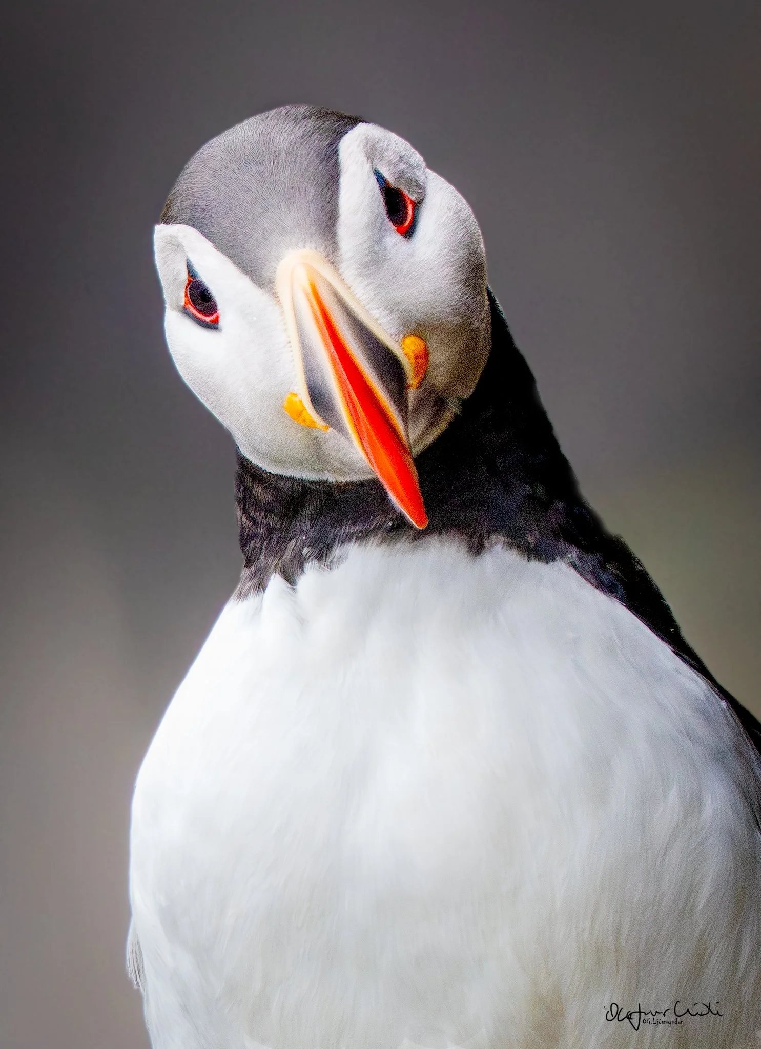 In Icelandic this bird is known as Lundi.