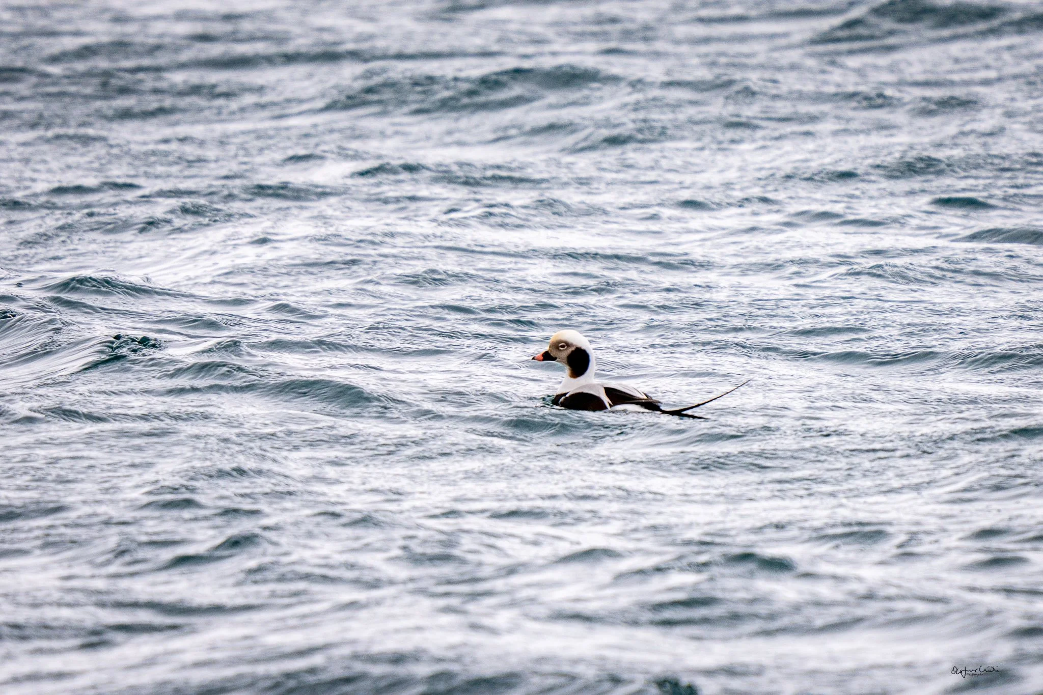 In Icelandic this bird is known as Hávella.