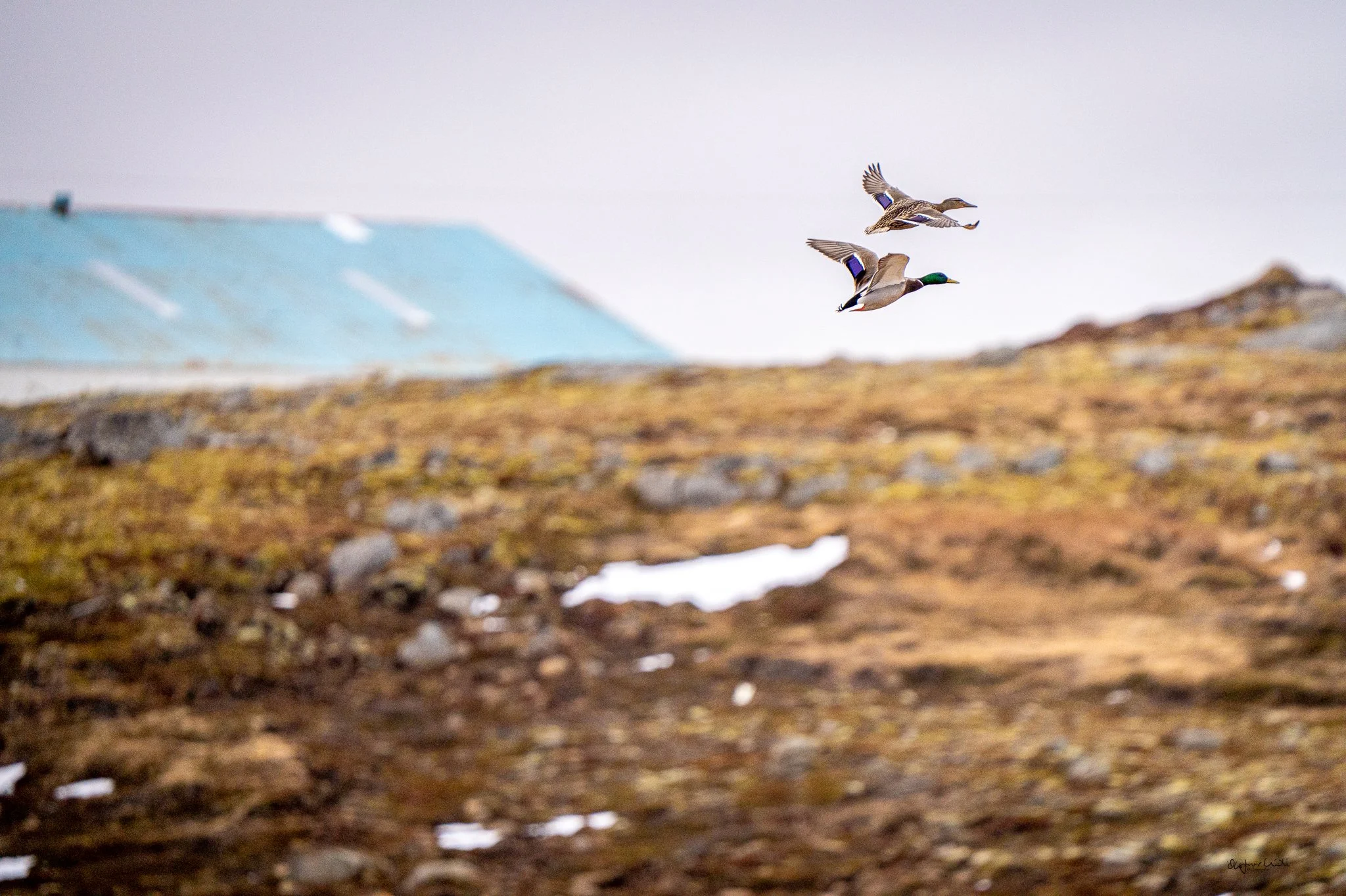 In Icelandic this bird is known as Stokkönd.