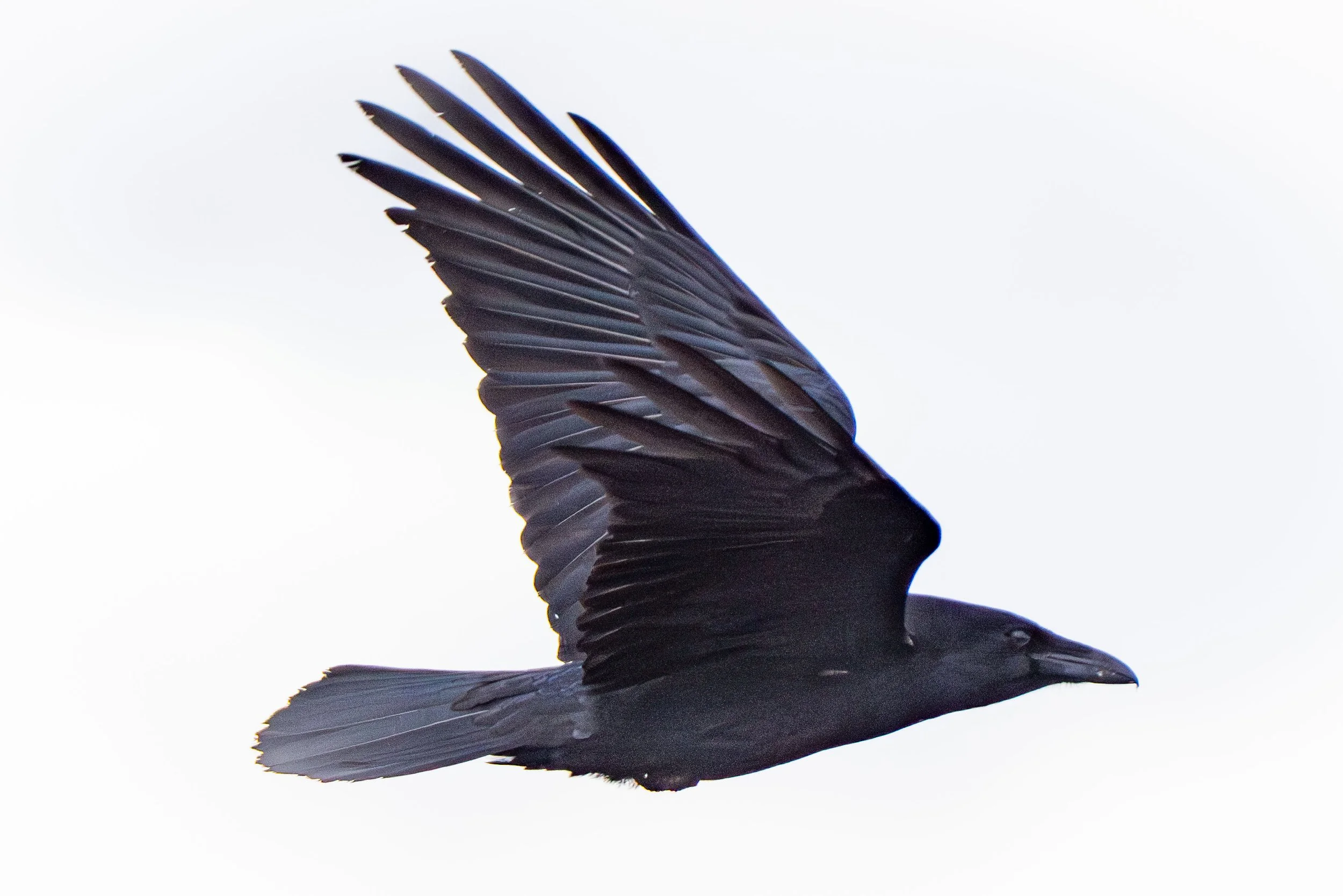 _AR57354.jpg