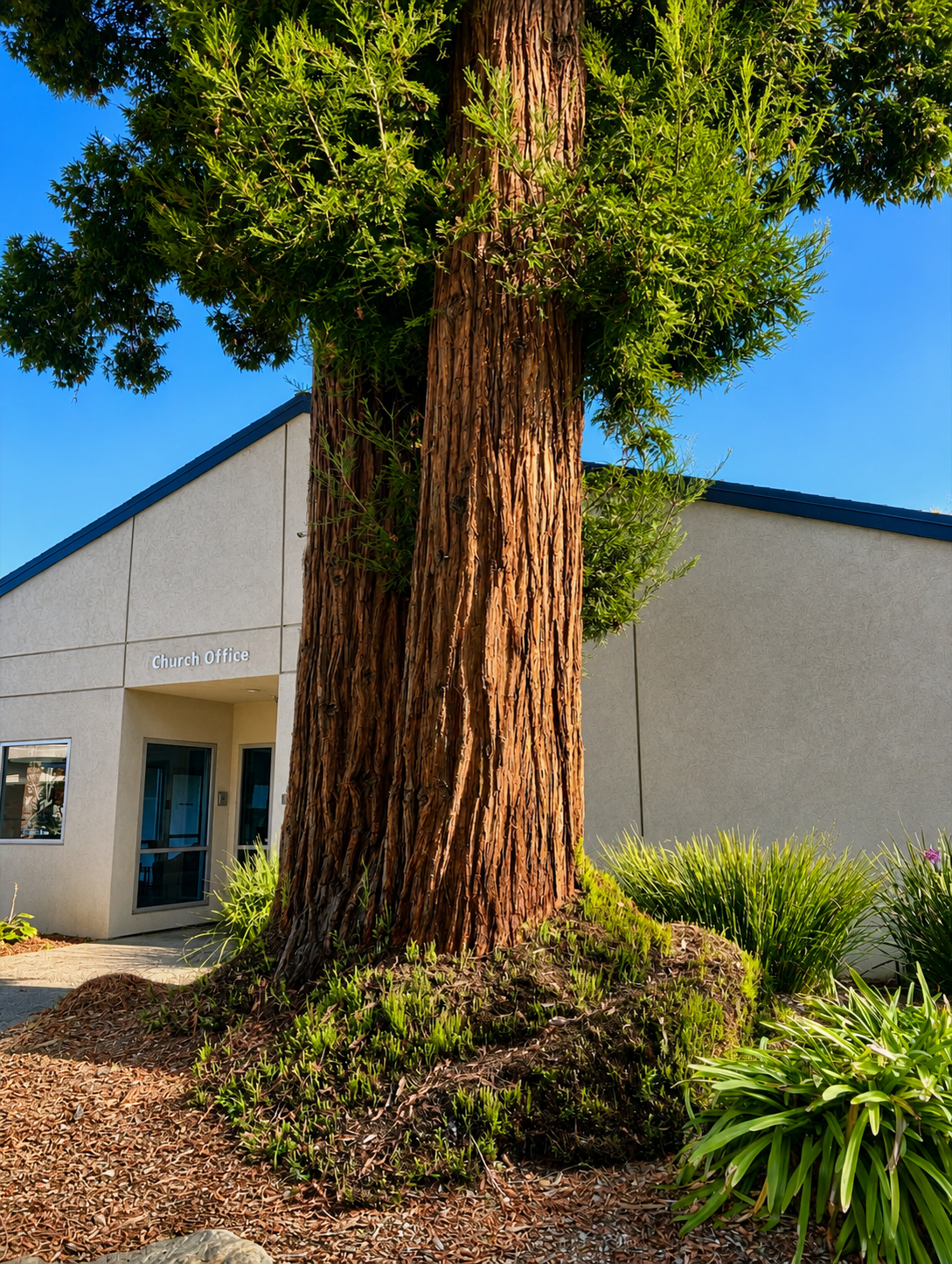 Large tree with textured bark and green foliage in front of a beige building labeled 'Church Office' under a clear blue sky.