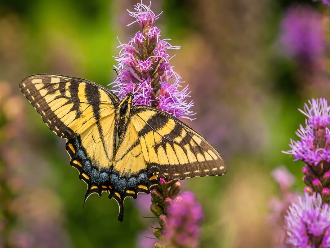 An Eastern Tiger Swallowtail butterfly perched upon a purple Liatris flower.