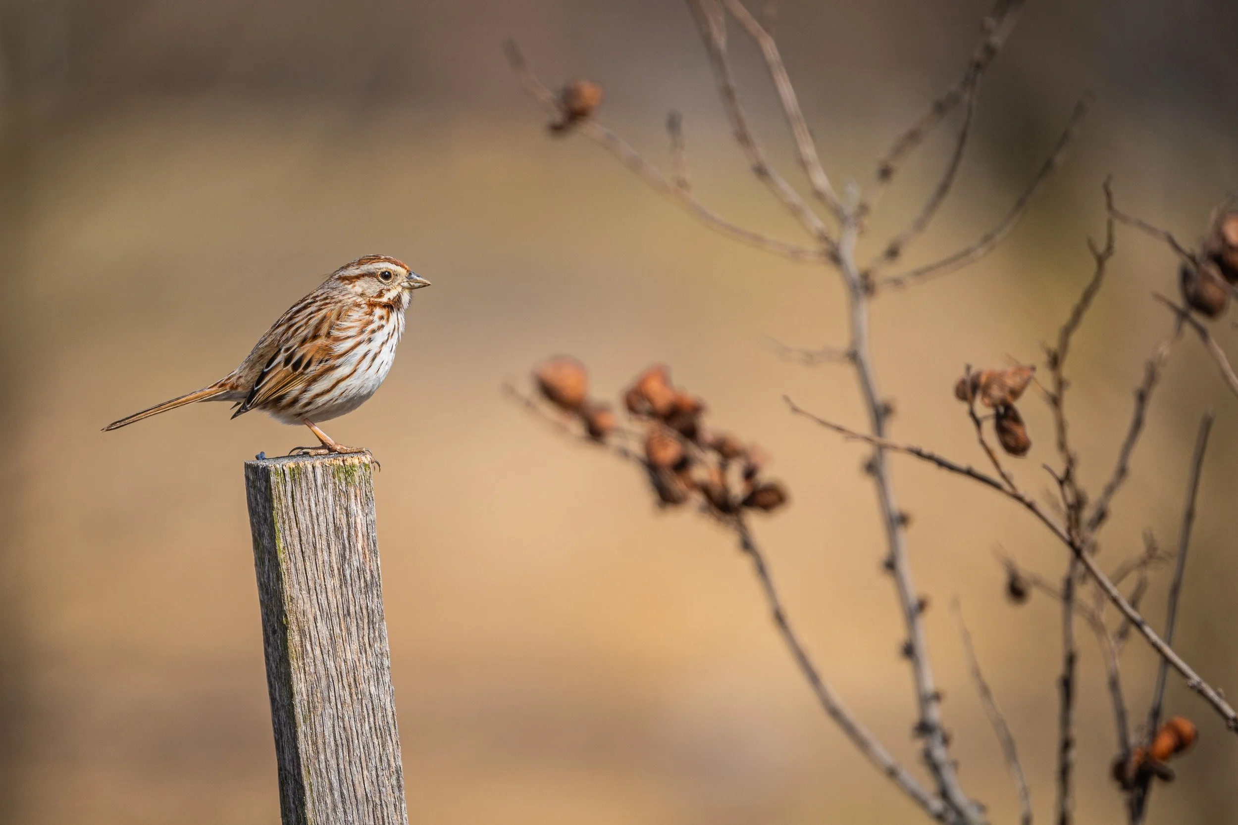 Song sparrow perched on a weathered wooden post against a softly blurred natural background.