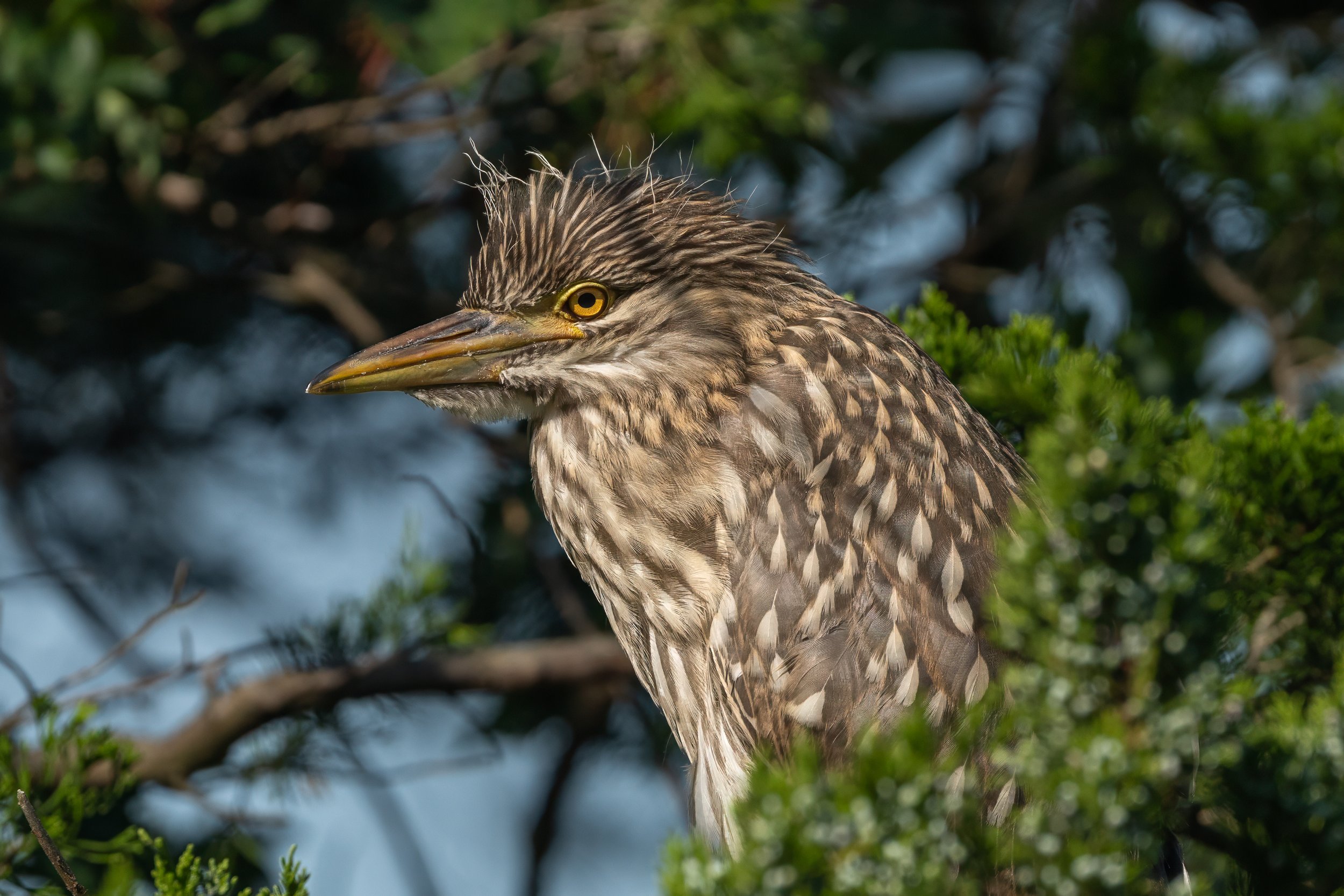 A close-up portrait of a juvenile Yellow-crowned Night-Heron with golden eyes and finely streaked brown plumage, perched among evergreen branches in warm morning light.