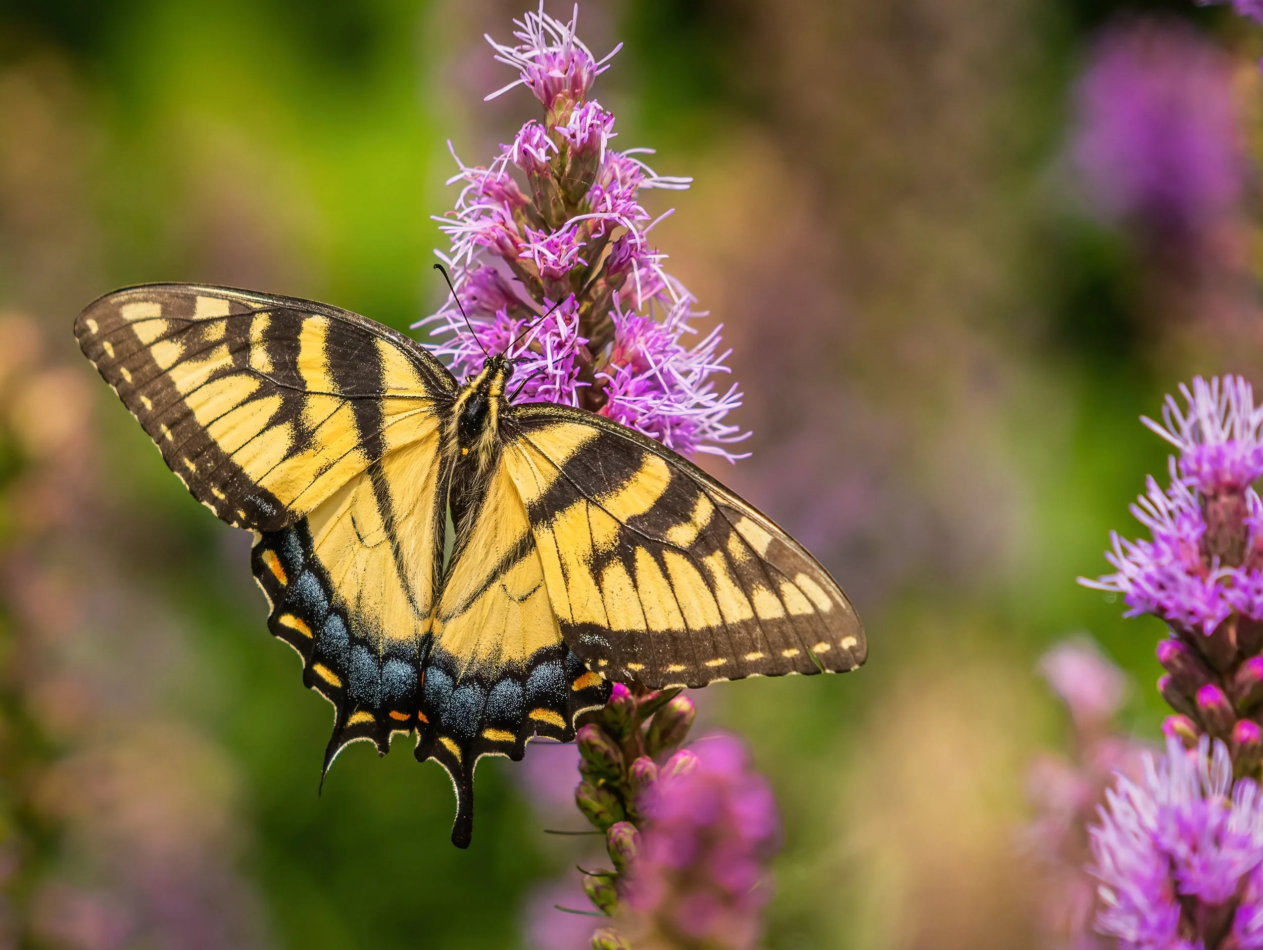 Eastern tiger swallowtail butterfly perched on a purple blazing star flower with wings fully open.
