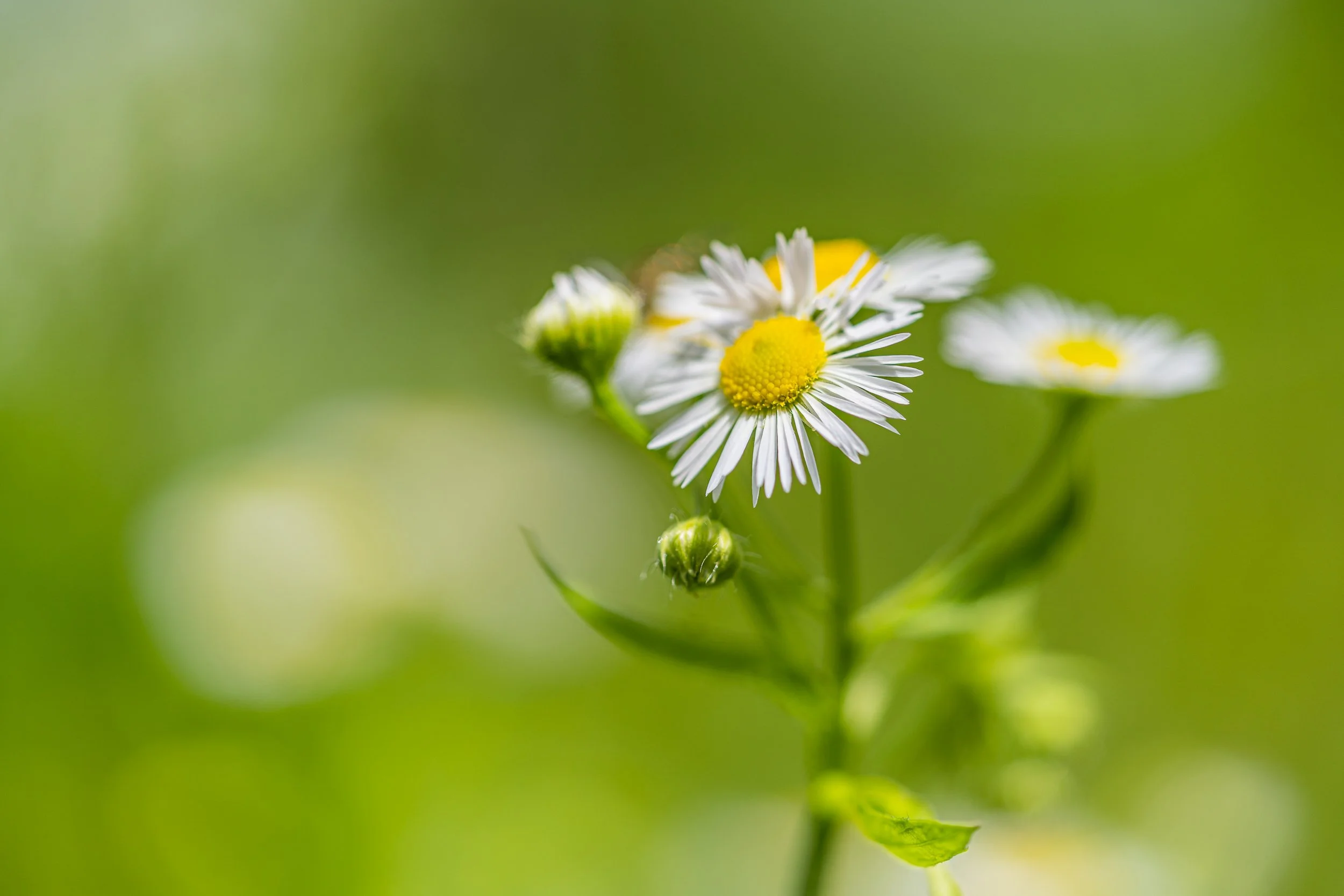 Close-up of delicate white fleabane wildflowers with yellow centers against a softly blurred green background.
