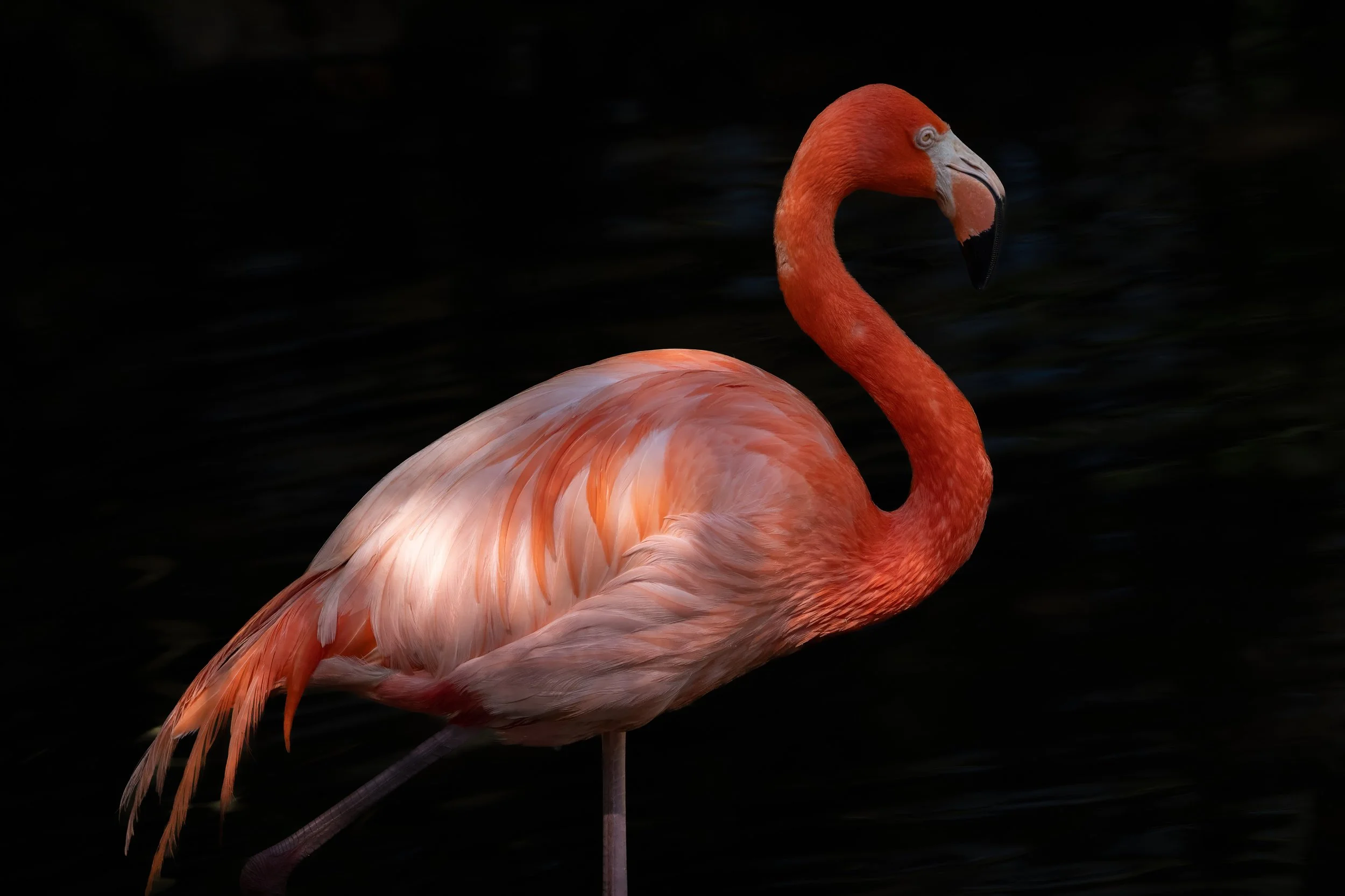Portrait of an American flamingo with vibrant pink feathers standing in shallow water against a dark background.