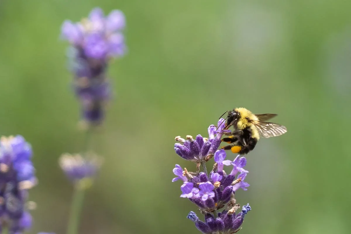Close-up of a bumblebee collecting nectar from a lavender blossom at Peace Valley Lavender Farm in Bucks County, Pennsylvania, with softly blurred lavender flowers in the background.
