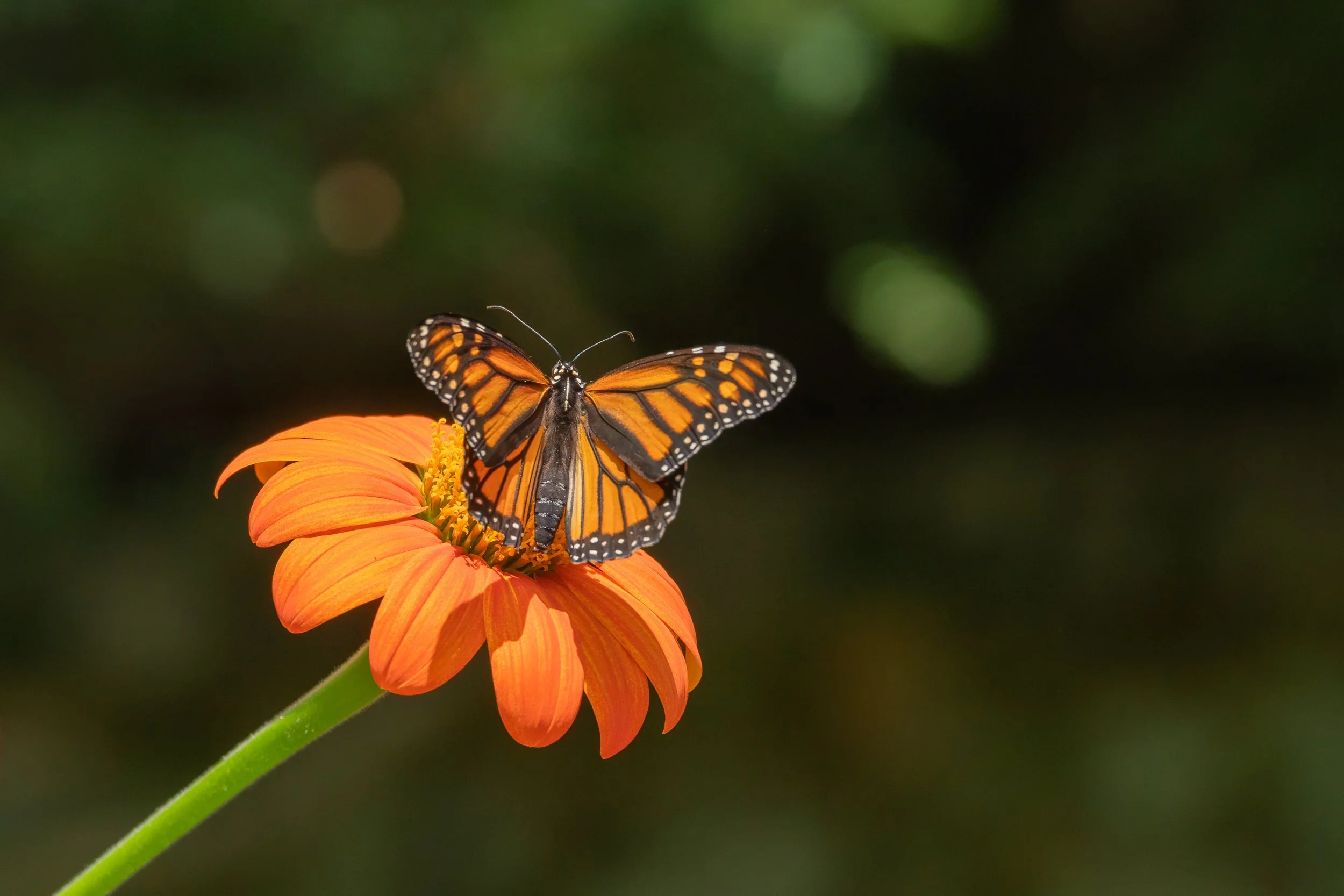 A Monarch butterfly pauses on a blooming Mexican sunflower, illustrating the close relationship between pollinators and the flowers that sustain them.