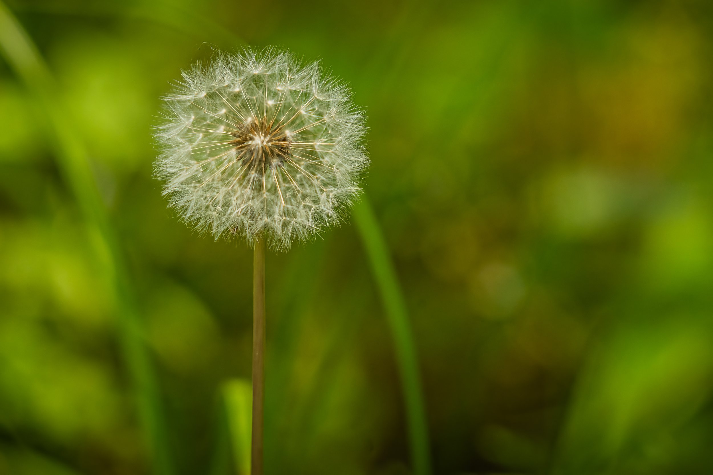 Close-up of a delicate dandelion seed head standing against a soft green background with gentle bokeh.