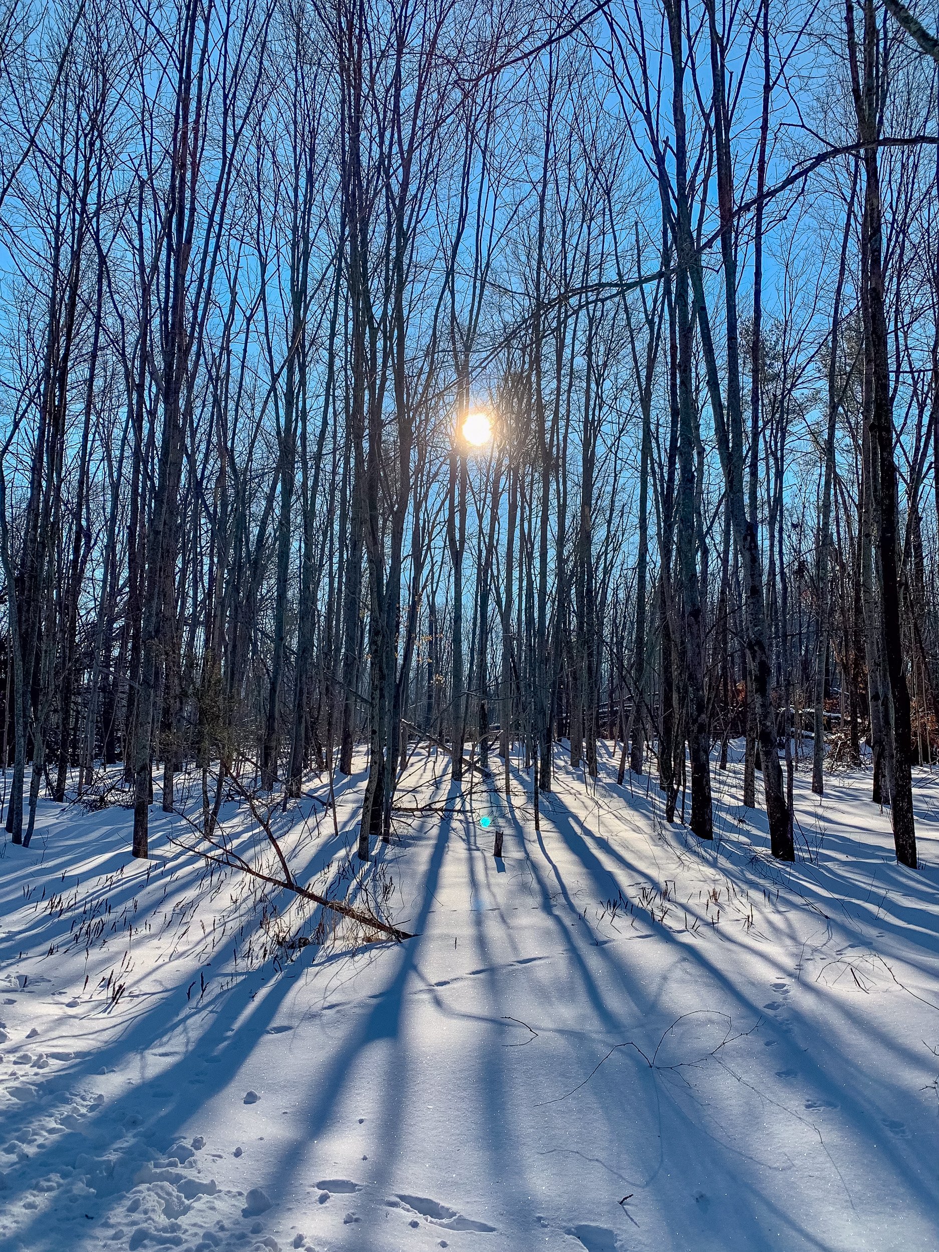 Low winter sun shining through bare trees and casting long blue shadows across fresh snow.