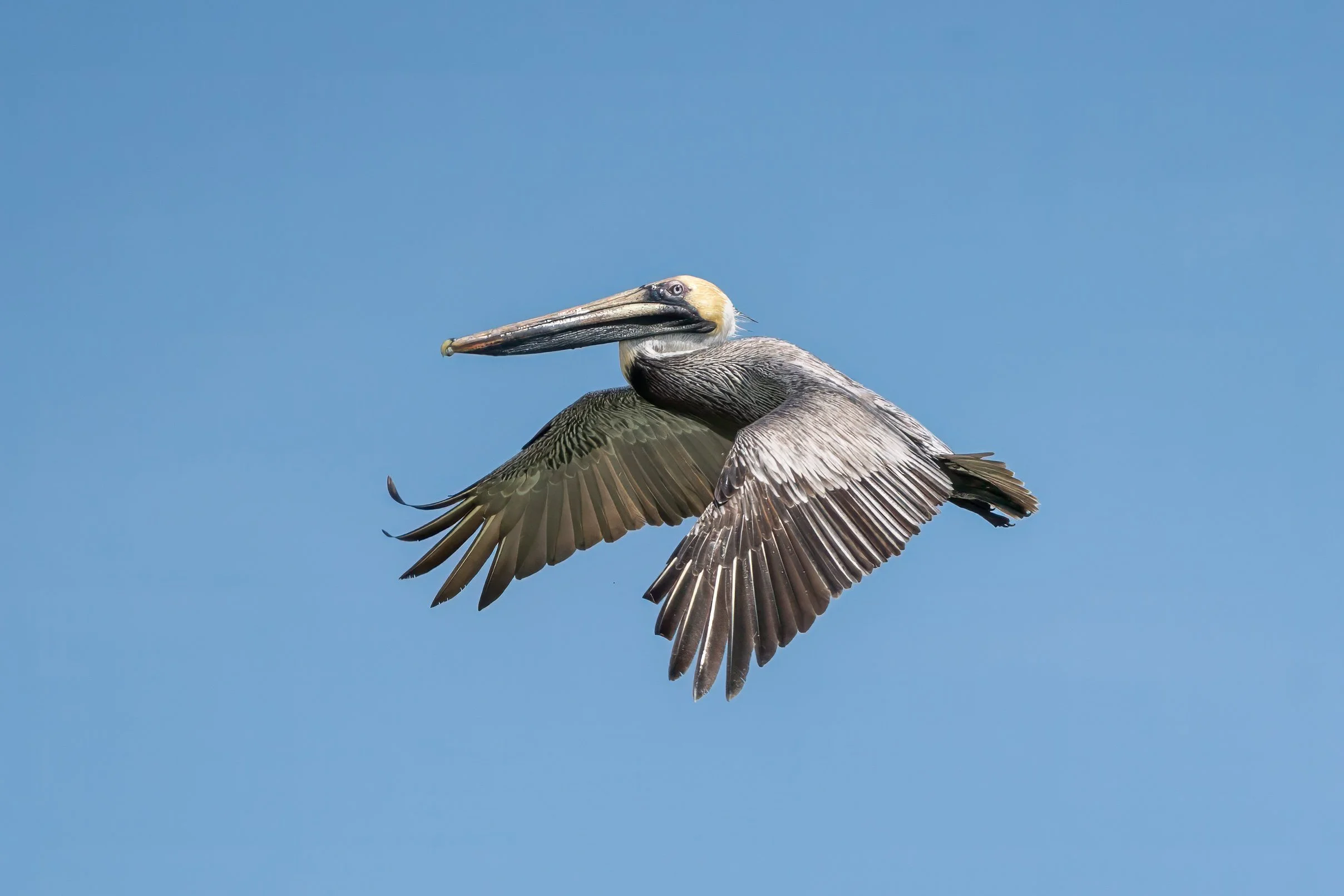 Brown pelican in flight with wings outstretched against a clear blue sky.