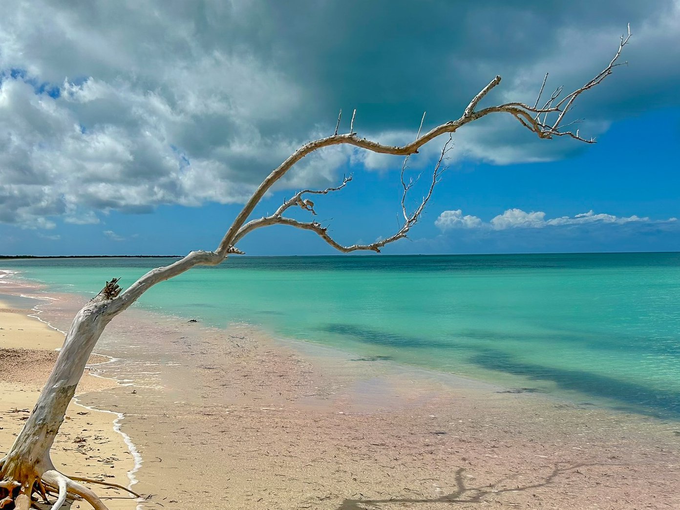 Weathered driftwood tree overlooking the turquoise waters of Pink Sands Beach in Barbuda beneath dramatic coastal clouds.