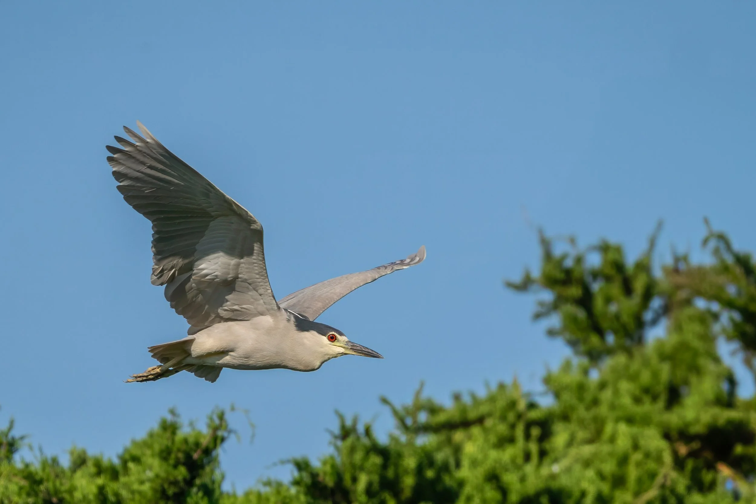 An adult Black-crowned Night-Heron flies over a coastal rookery with broad gray wings outstretched against a clear blue sky.