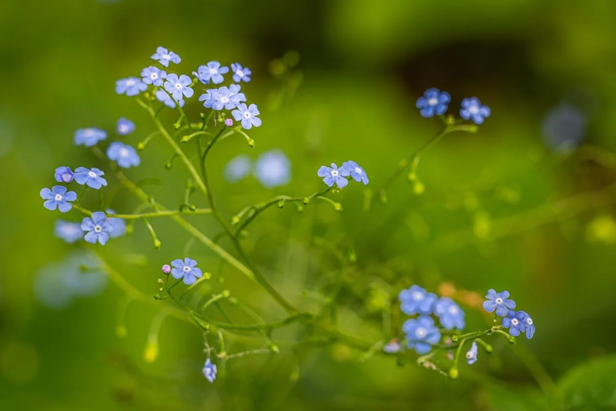 Cluster of delicate blue forget-me-not flowers with slender green stems against a softly blurred green woodland background.