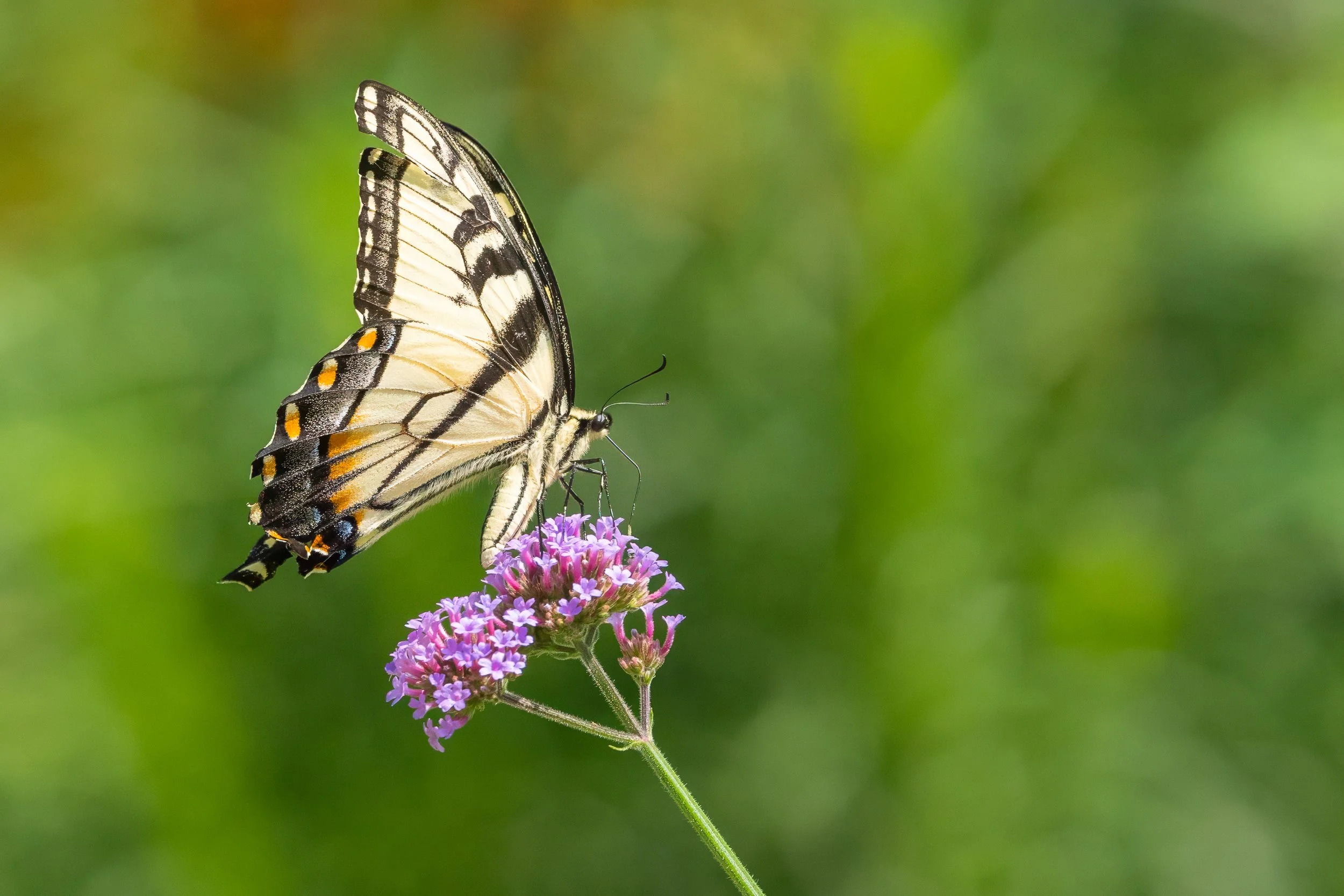 An Eastern Tiger Swallowtail butterfly feeds on clusters of purple verbena flowers against a softly blurred green background.