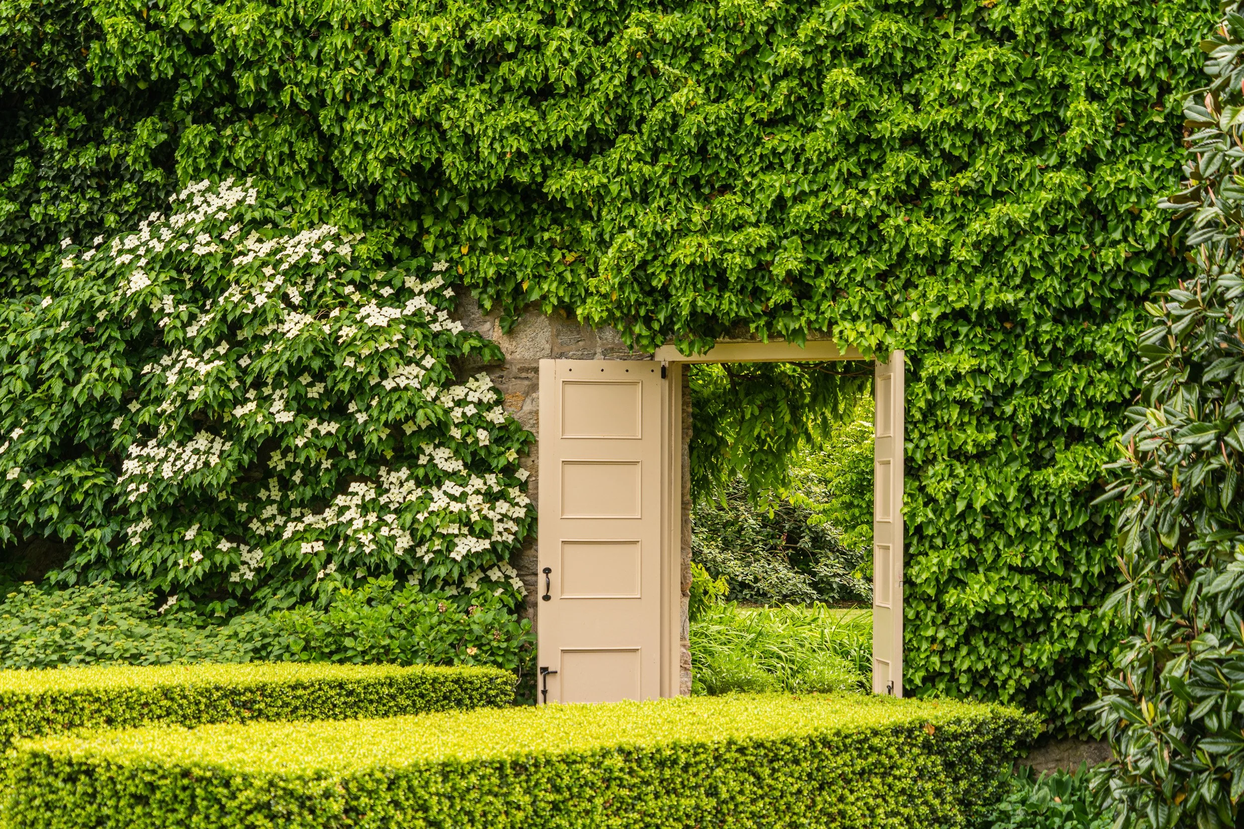 Open garden doorway surrounded by dense green ivy, flowering vines, and manicured hedges.