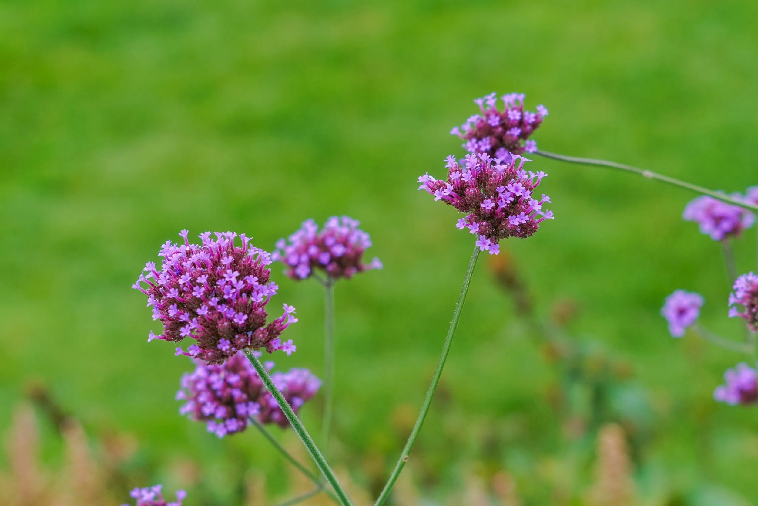 Cluster of purple wildflowers growing along a pathway in Ogunquit, Maine