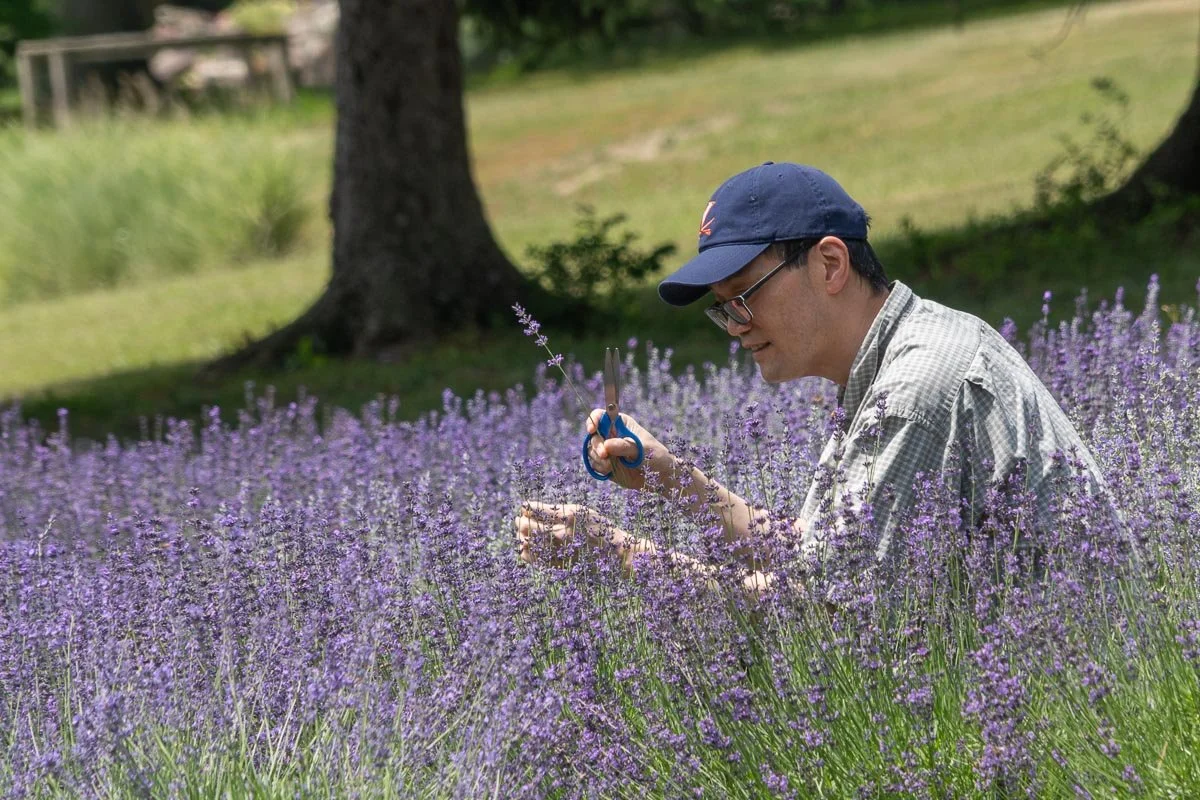 Visitor harvesting fresh lavender blossoms with scissors at Peace Valley Lavender Farm in Bucks County, Pennsylvania.