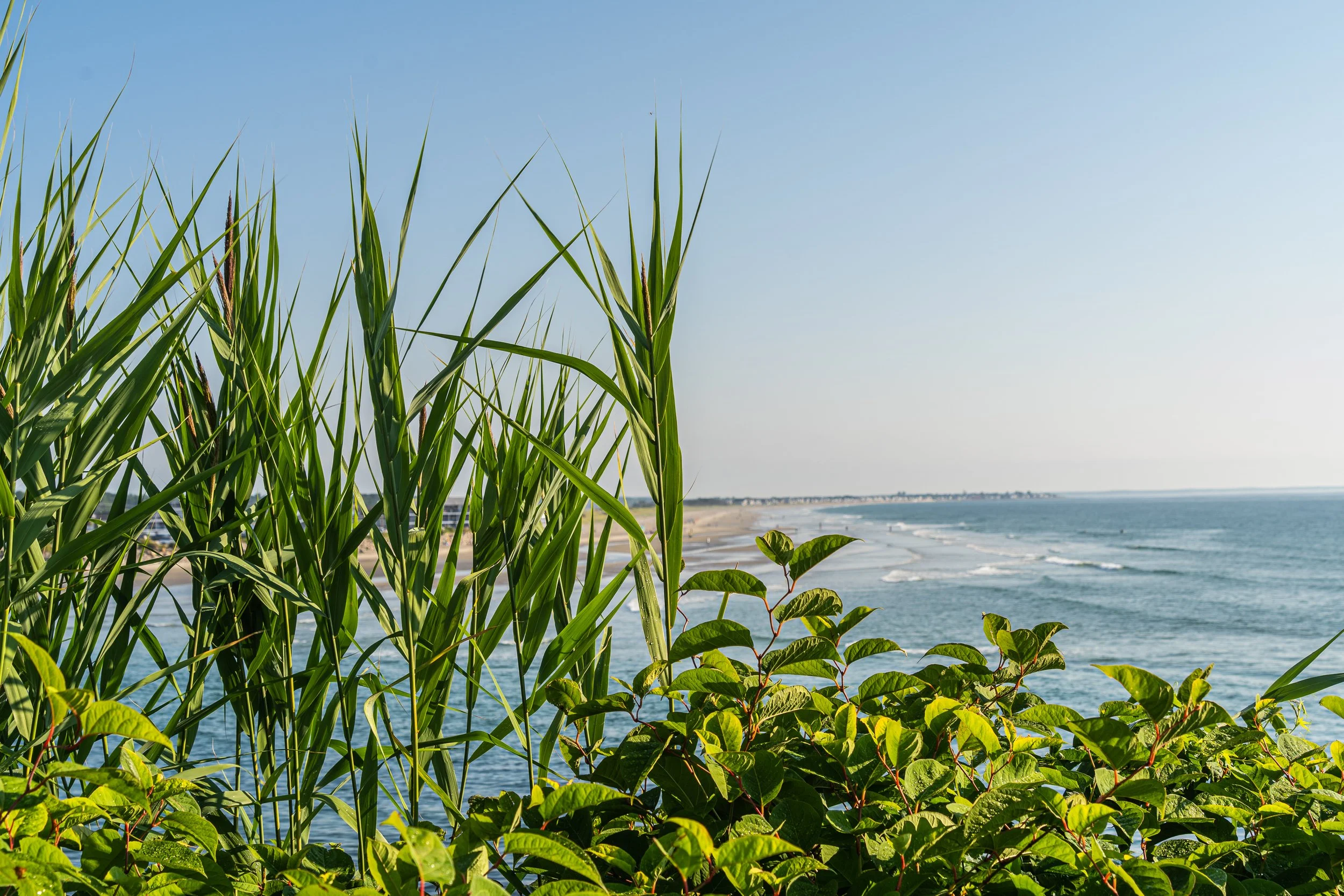 Coastal grasses framing a view of the Atlantic Ocean along the Marginal Way