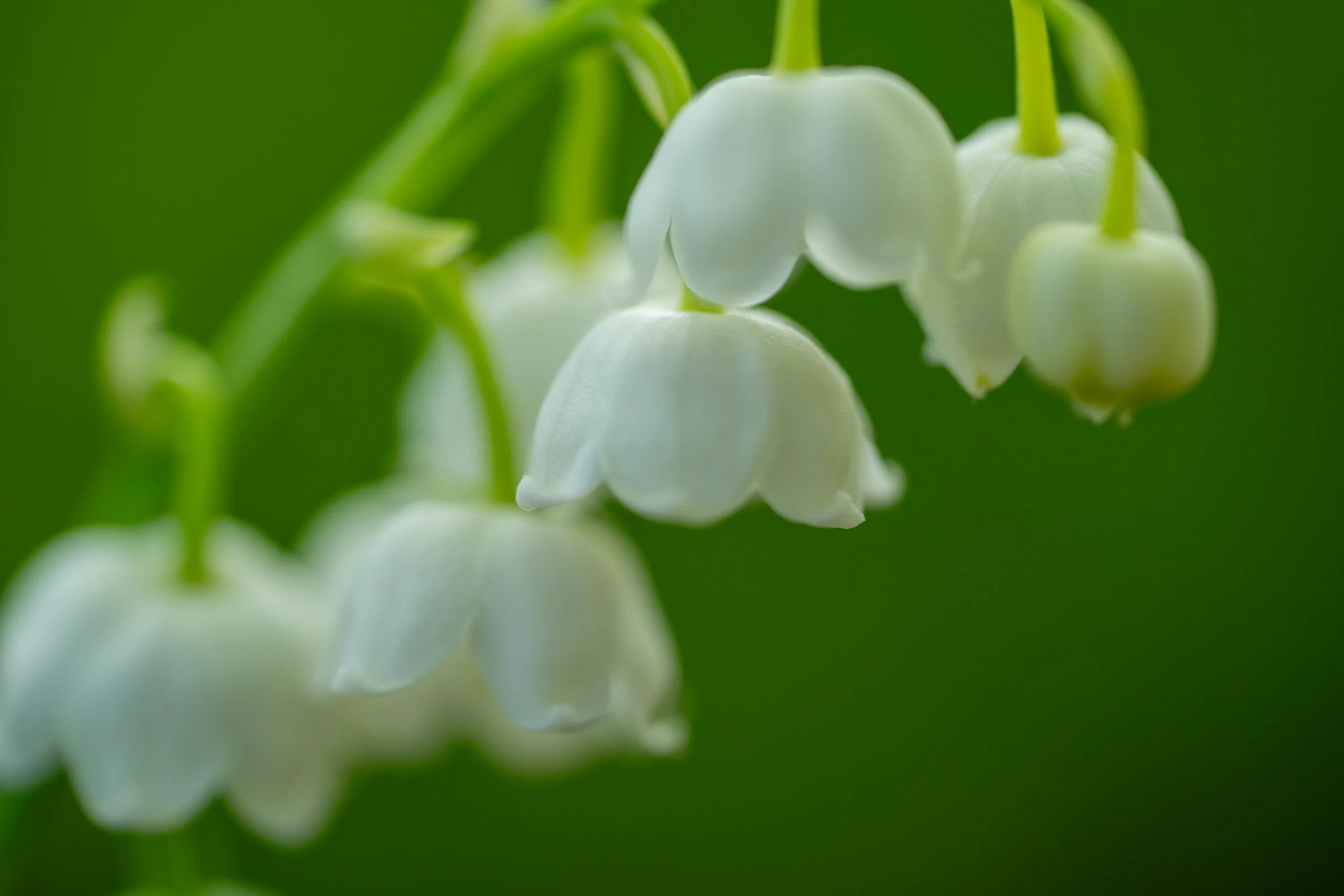 Close-up of delicate white lily-of-the-valley blossoms with one bell-shaped flower in sharp focus against a soft green background.