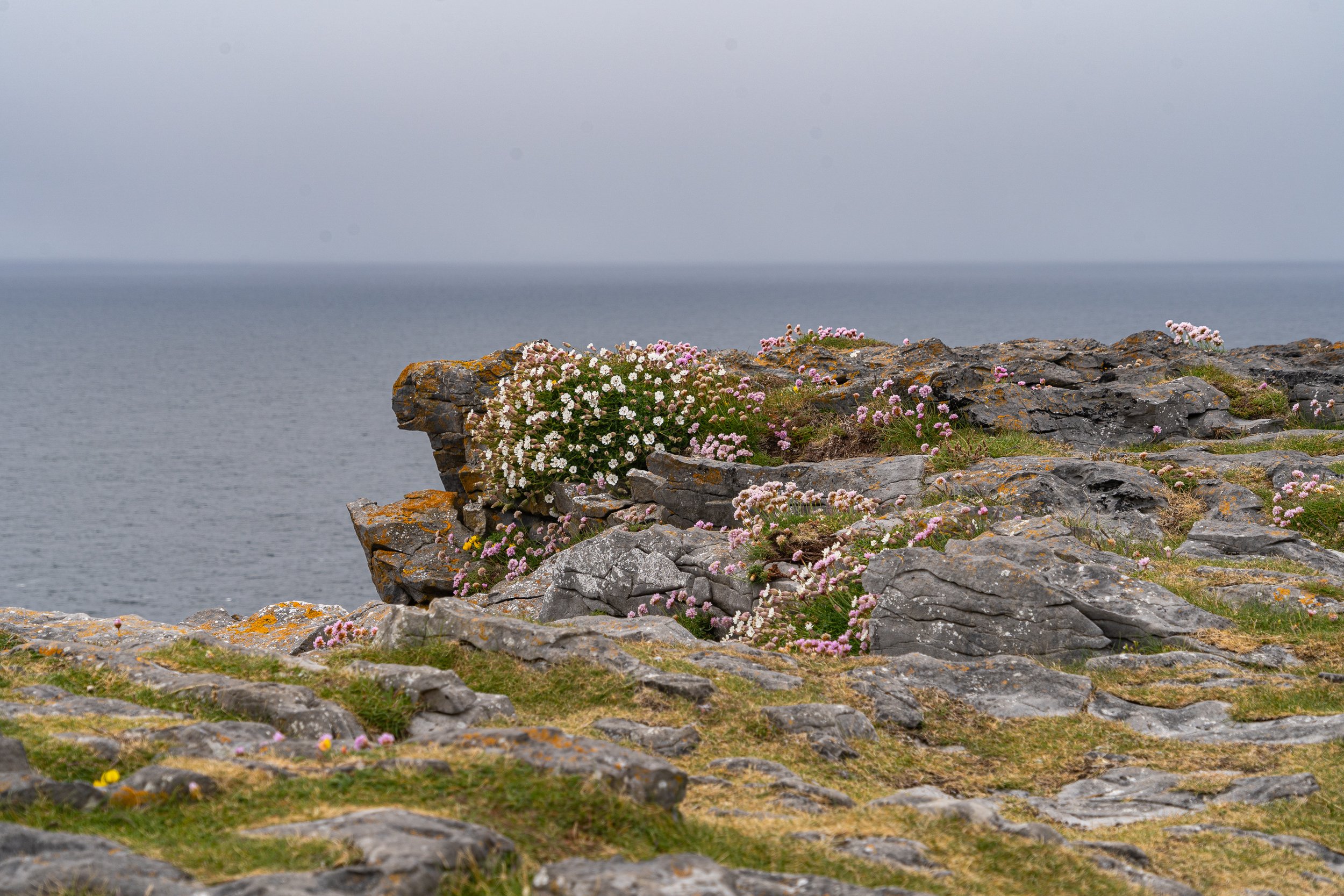 Pink and white sea thrift wildflowers blooming among the limestone cliffs of Inishmore on the Aran Islands, overlooking the Atlantic Ocean.