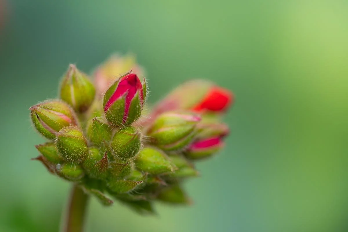 Cluster of red geranium flower buds beginning to open against a softly blurred green background.