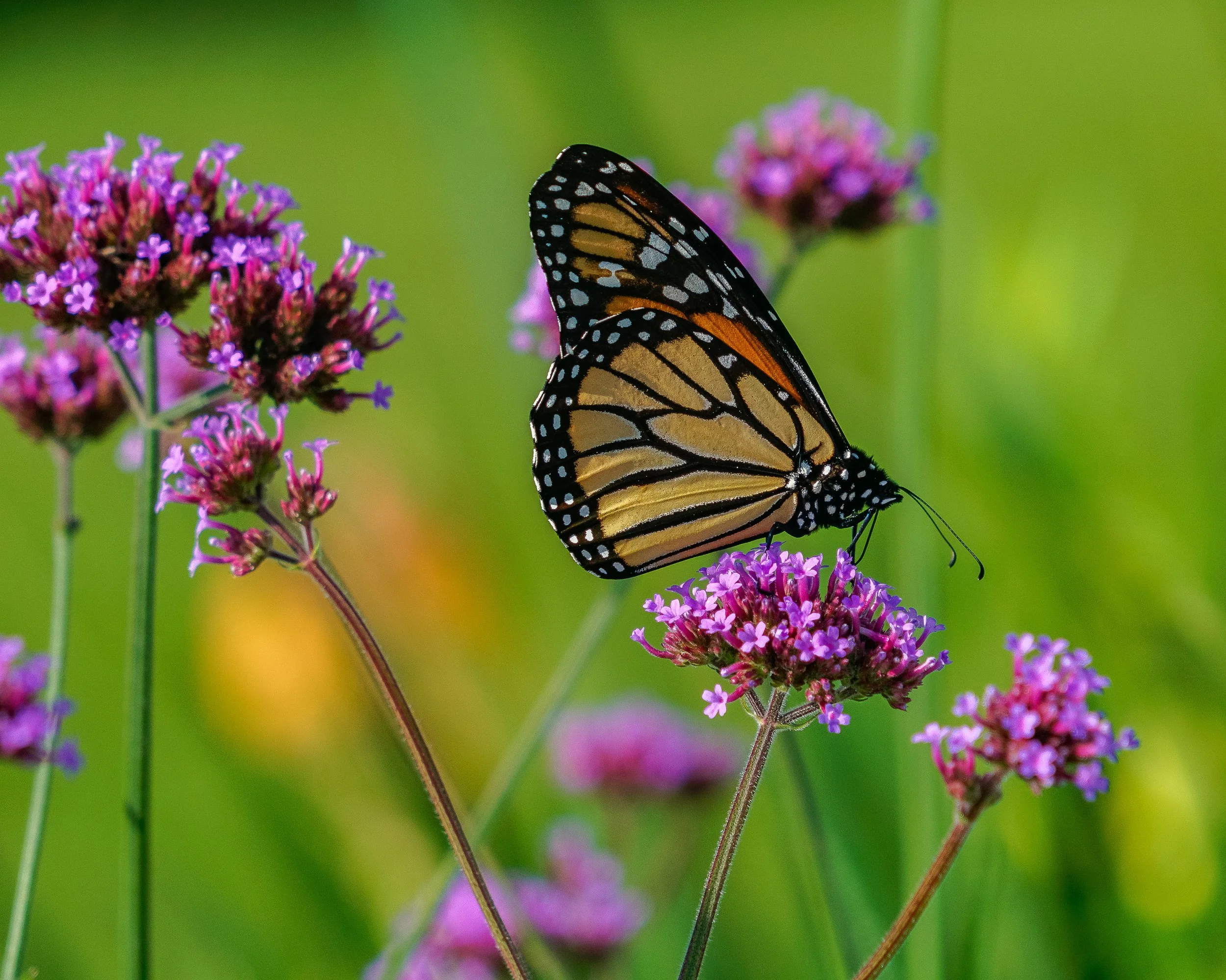 Monarch butterfly resting on purple flowers in Ogunquit, Maine