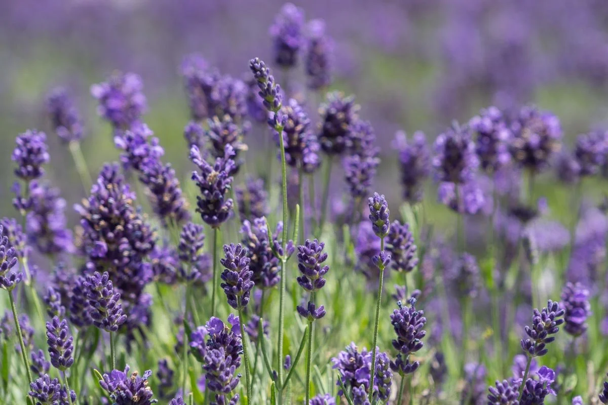 Close-up of blooming lavender flowers swaying in the summer breeze at Peace Valley Lavender Farm in Bucks County, Pennsylvania.