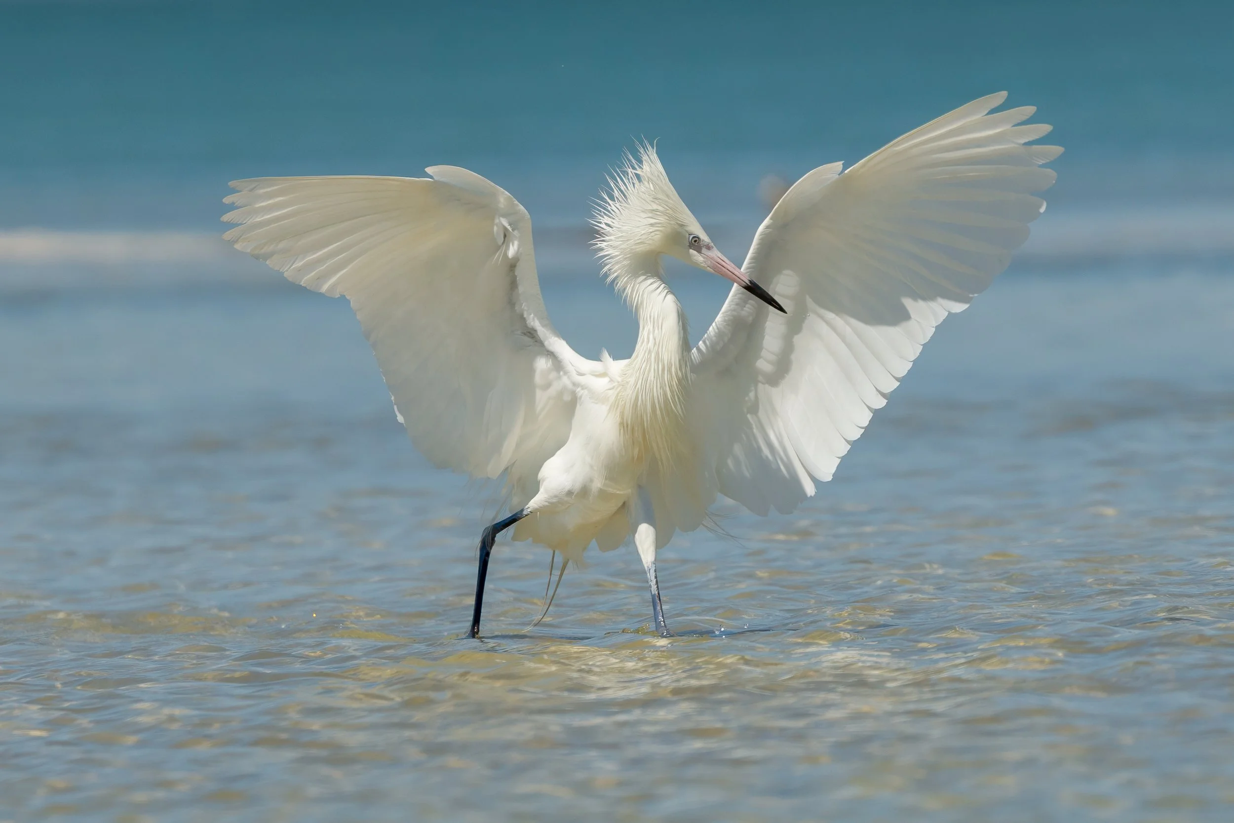 White-morph reddish egret with wings fully spread while hunting in shallow water.