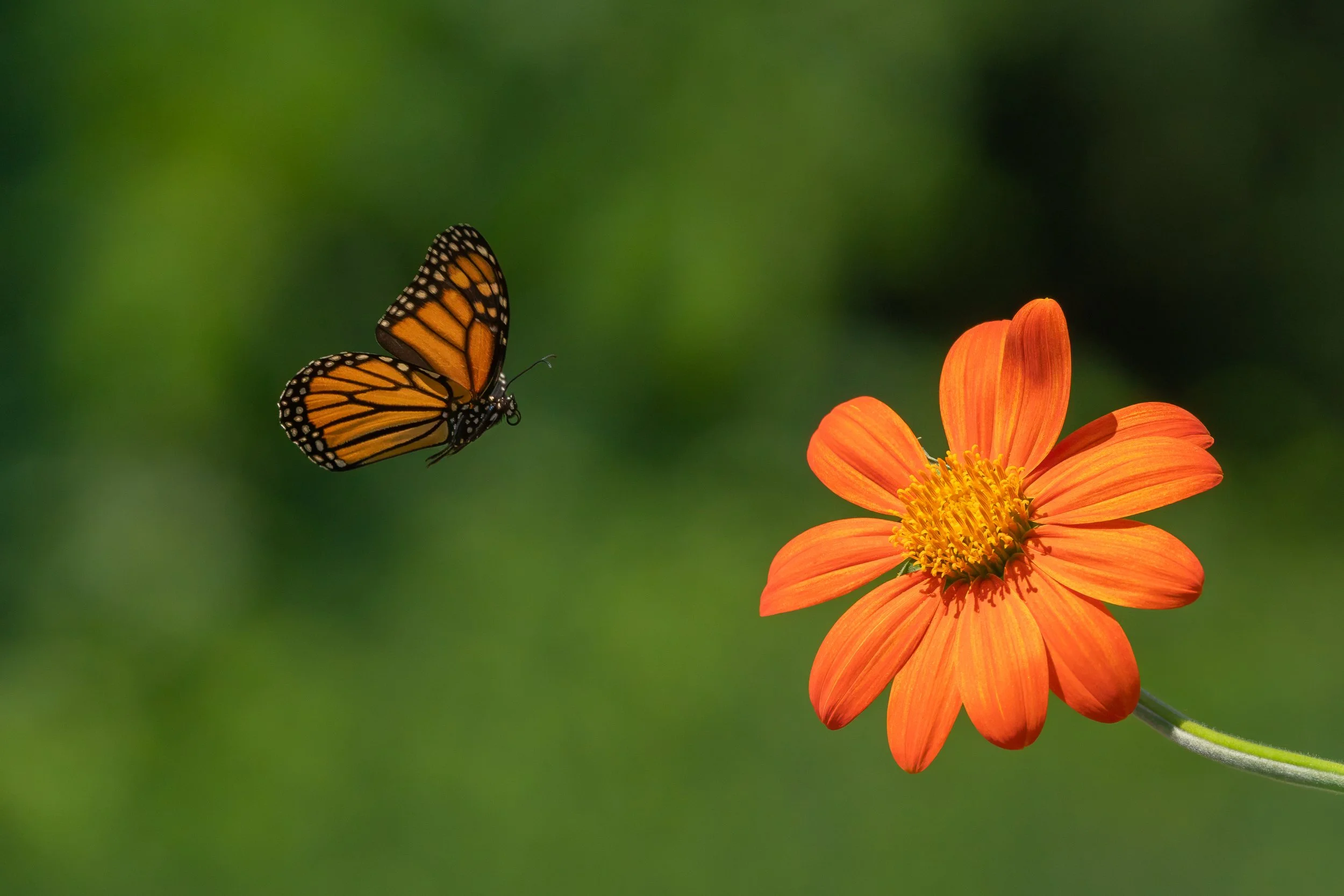 A Monarch butterfly hovers just before landing on an orange Mexican sunflower against a softly blurred green background.