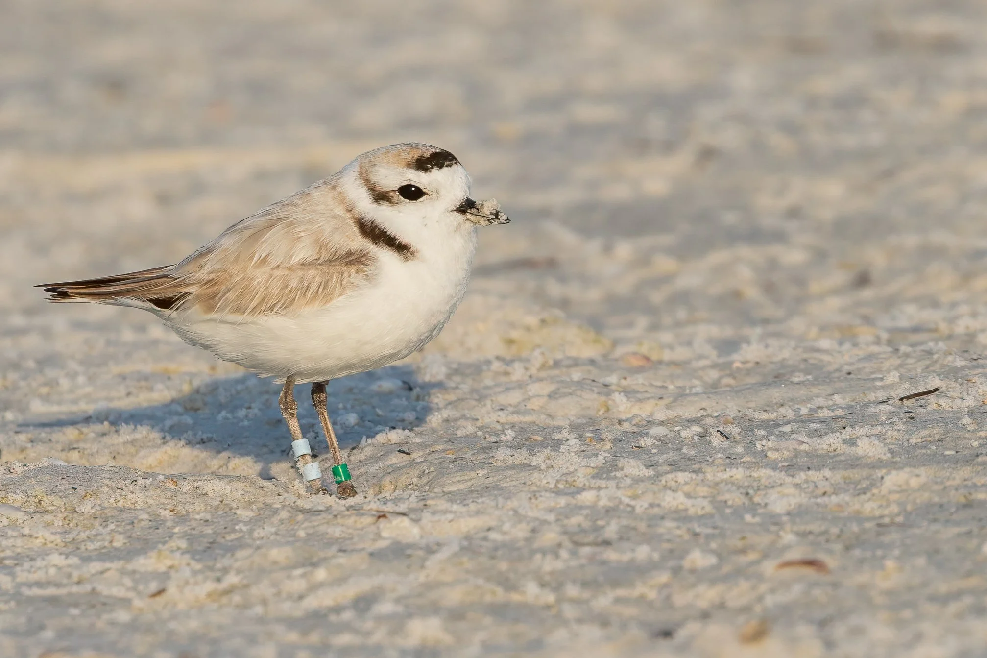 Snowy Plover with colored leg bands standing on a sandy beach, with sand on it beak.