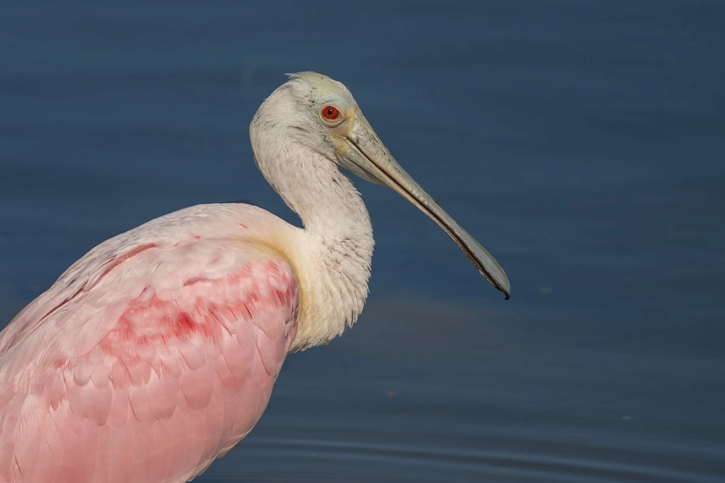 Roseate spoonbill standing in calm water with soft pink plumage and a distinctive spoon-shaped bill.