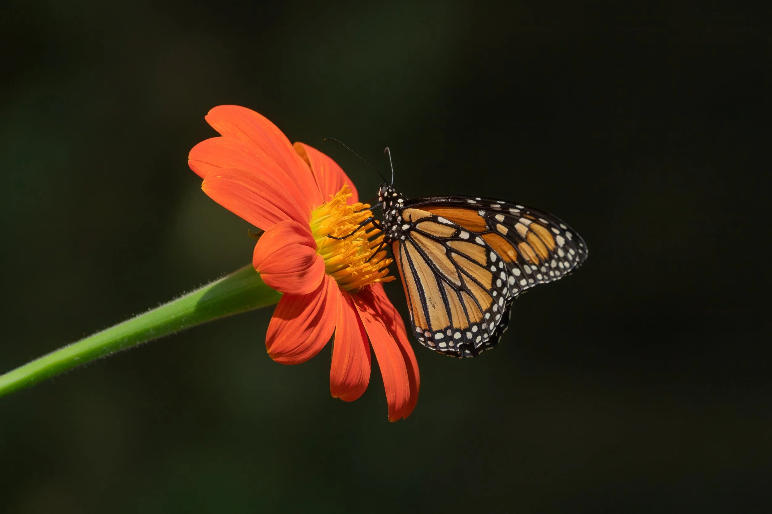 A Monarch butterfly feeds from the underside of a vibrant orange Mexican sunflower against a dark, softly blurred background.