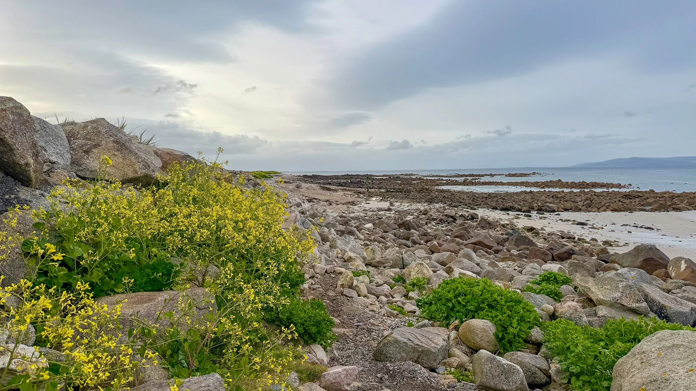 Yellow wildflowers bloom beside a rocky shoreline overlooking the calm waters of Galway Bay beneath a dramatic evening sky in County Clare, Ireland.