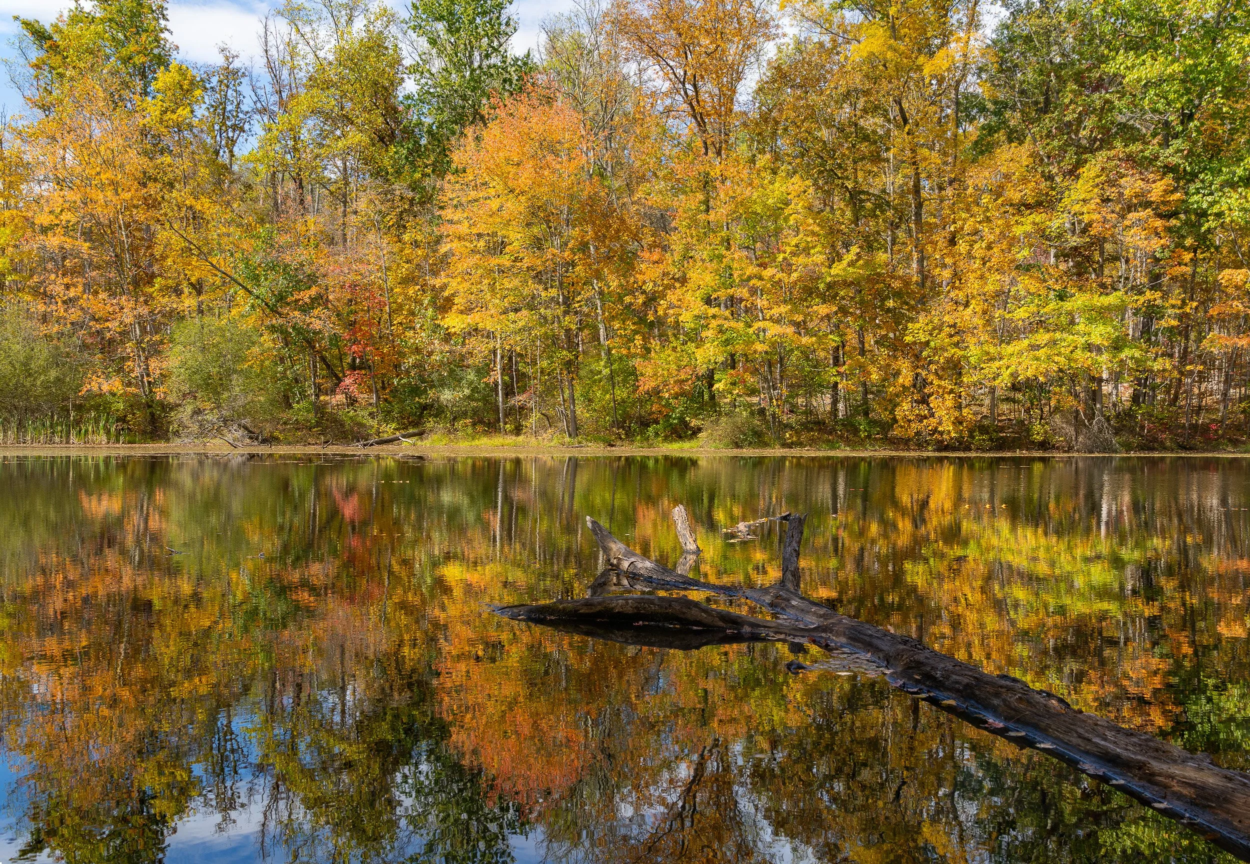 Autumn trees reflected in a still pond with a fallen tree extending across the water.
