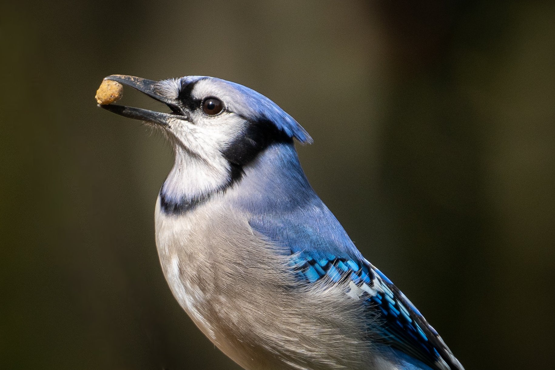 Blue jay holding a suet nugget in its beak against a softly blurred background.