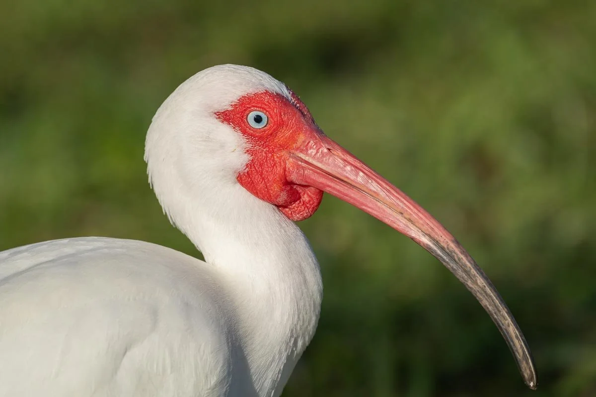 Close-up portrait of a white ibis with a red face and long curved bill at Lake Morton in Lakeland, Florida.