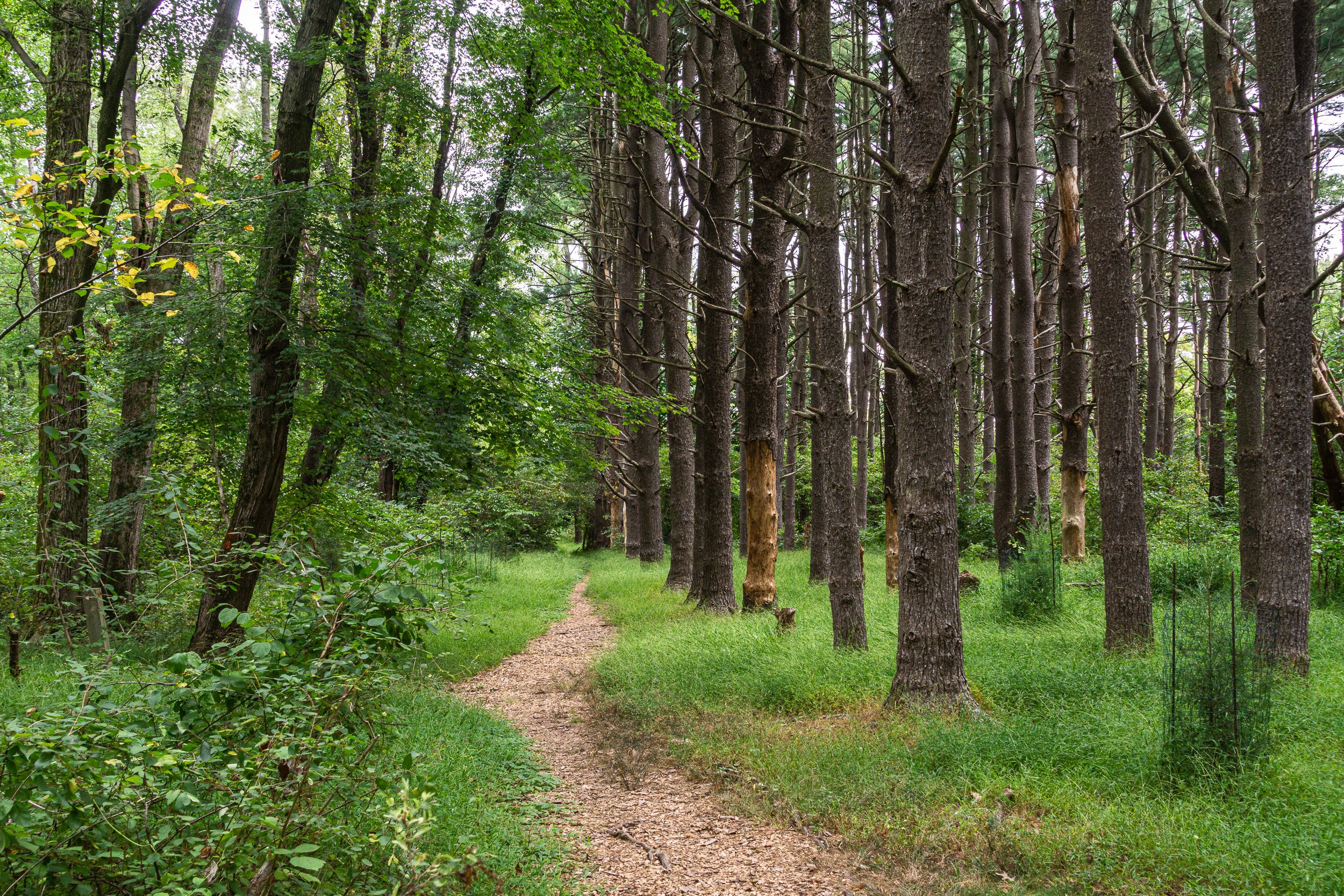 Narrow woodland path winding through tall trees and green vegetation.