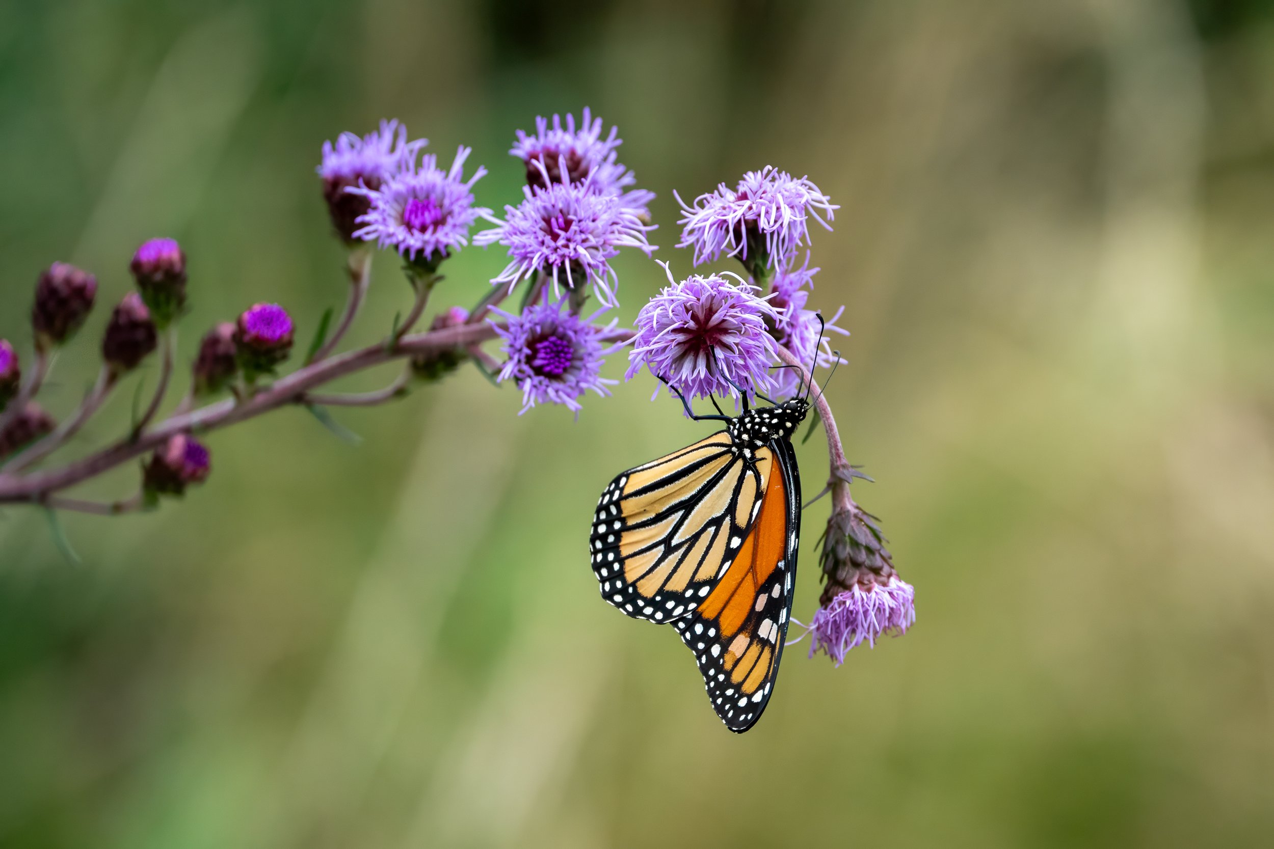 Monarch butterfly feeding on purple blazing star wildflowers against a softly blurred green background.