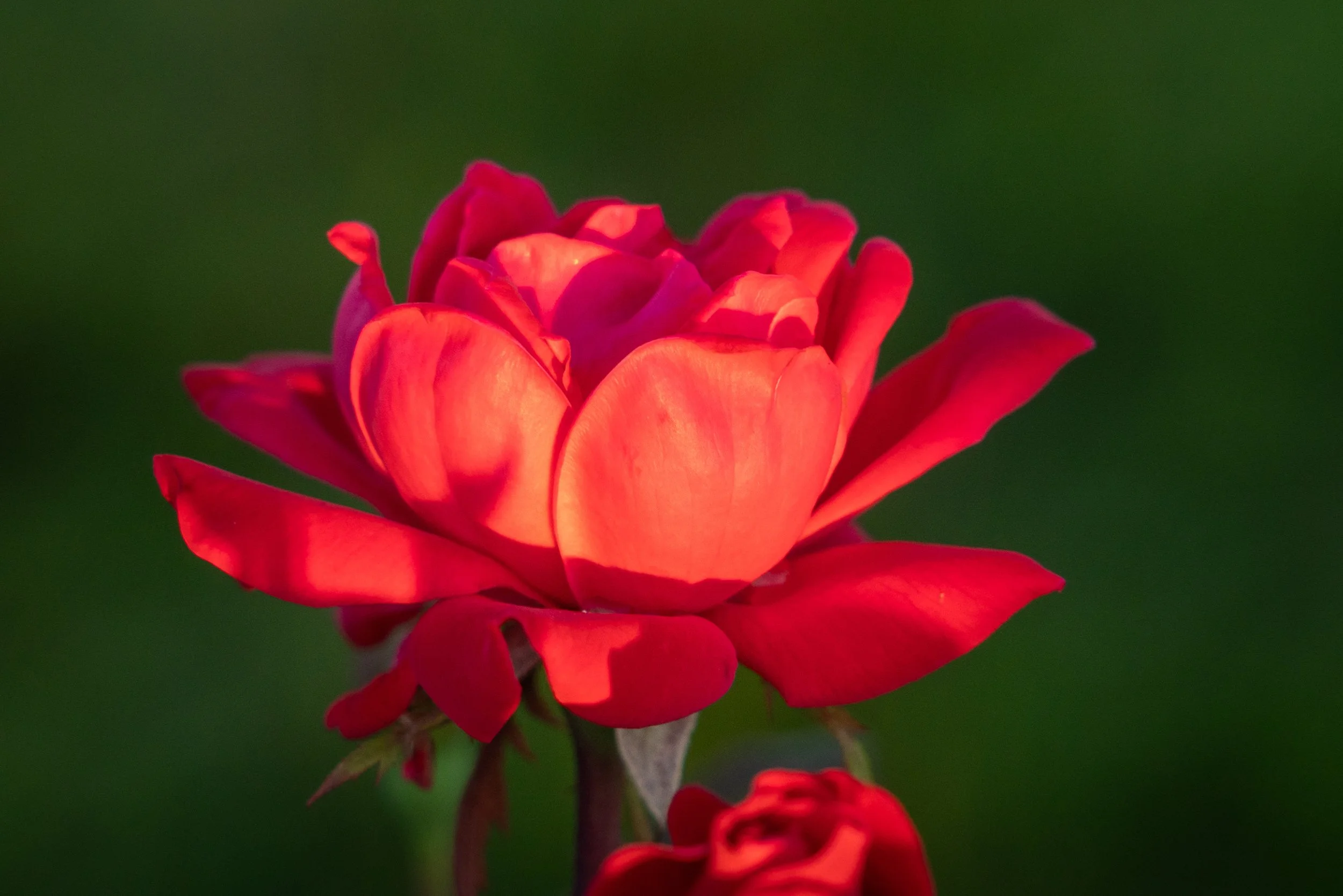 Touched by Morning Light