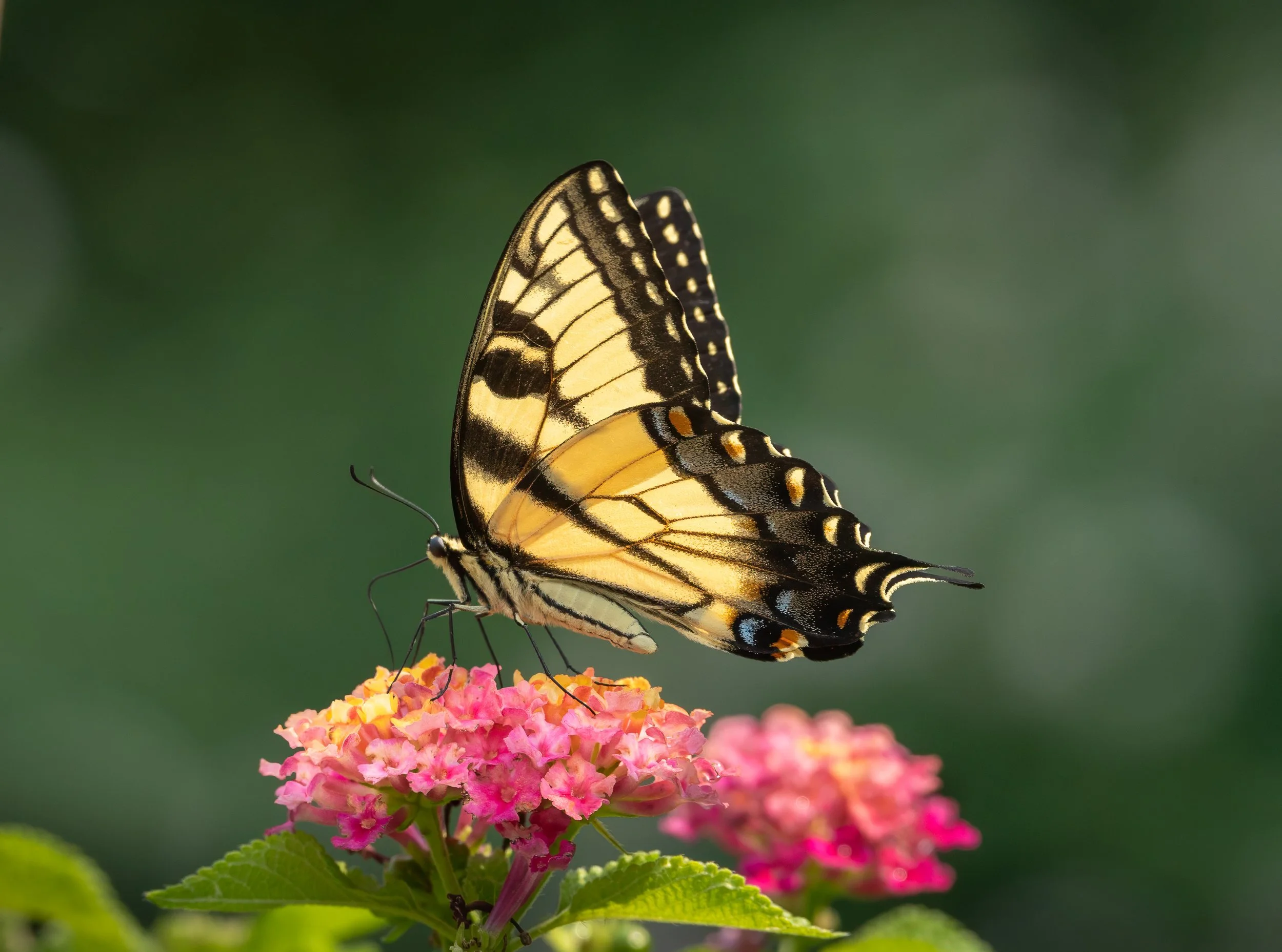 Eastern Tiger Swallowtail butterfly feeding on pink lantana blossoms against a soft green background in Pennsylvania.