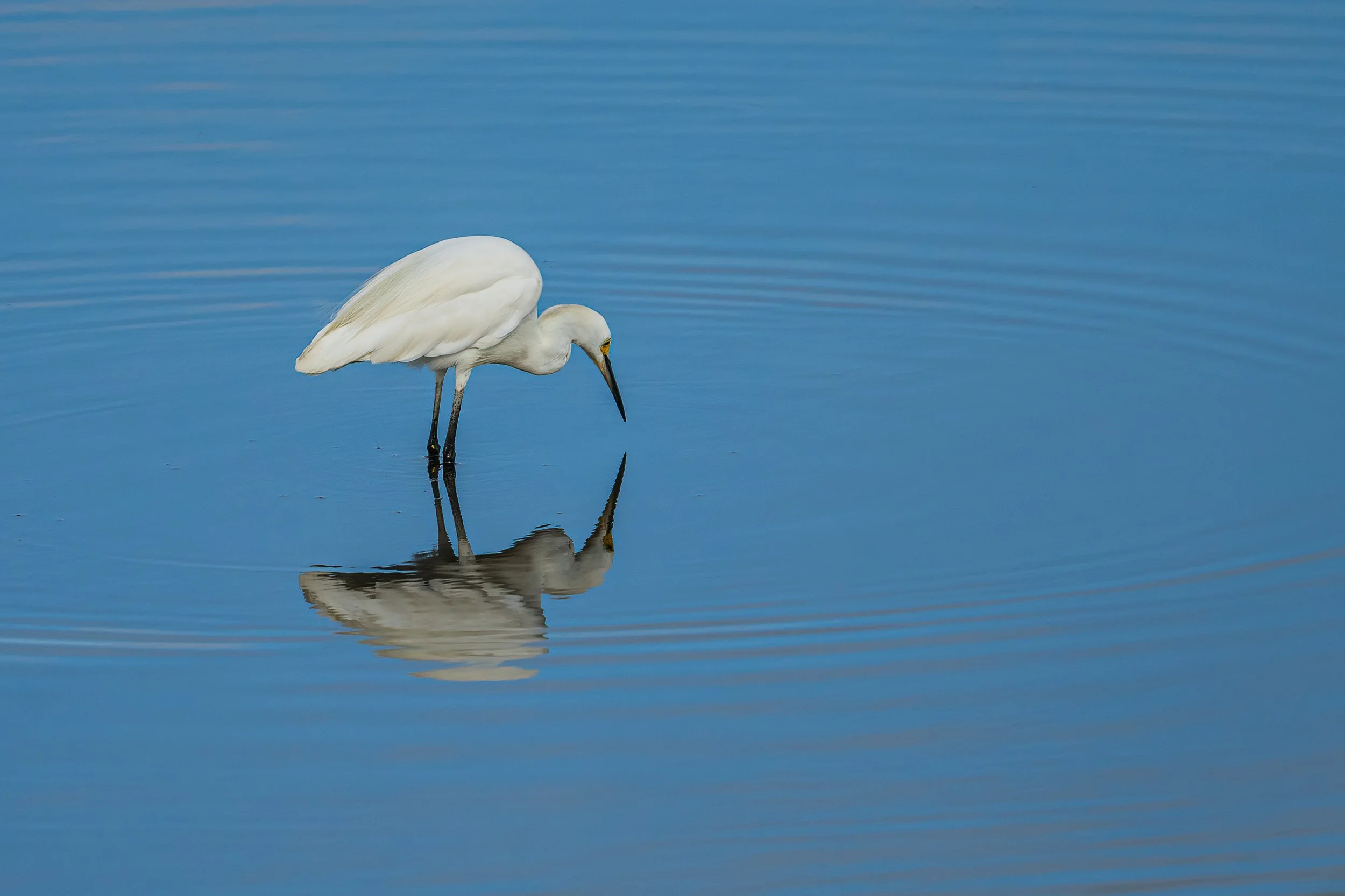 Great Egret standing in calm blue water with its reflection and gentle ripples at Cape May Nature Reserve in Cape May, New Jersey.