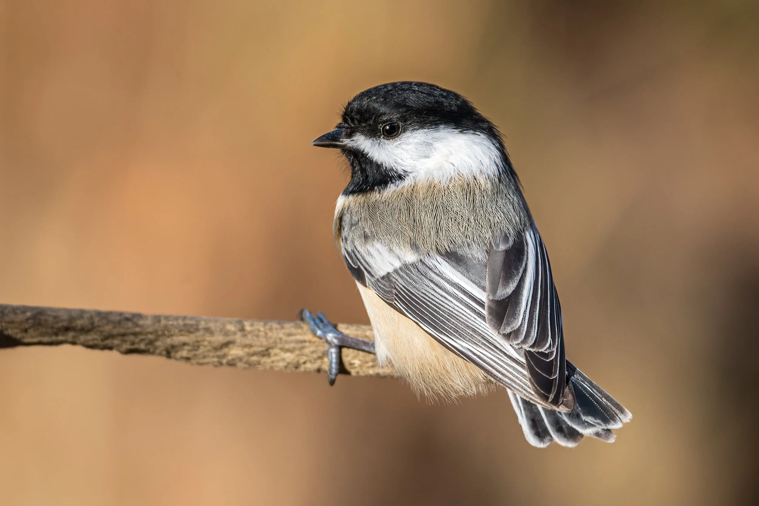 Black-capped chickadee perched on a bare branch against a softly blurred tan background.