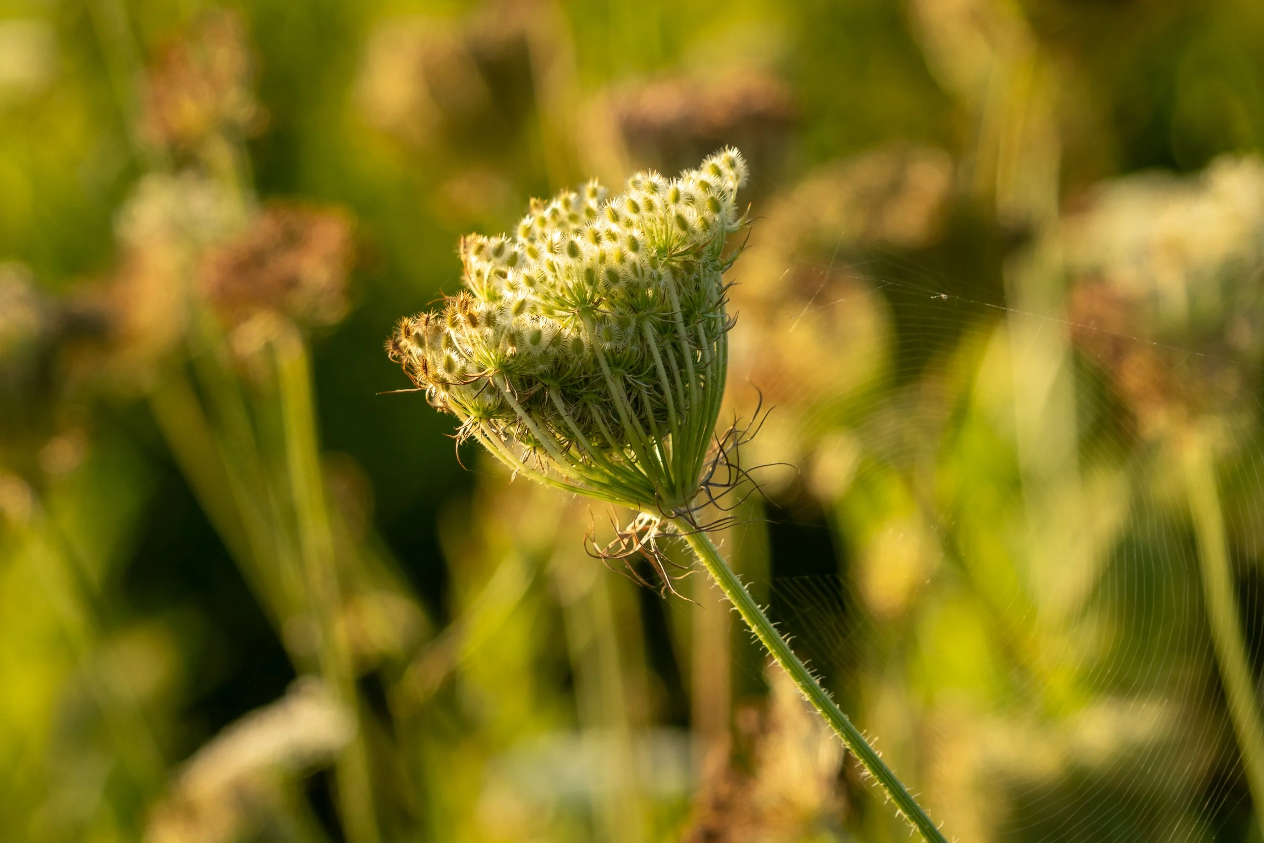 Queen Anne's lace illuminated by warm morning light