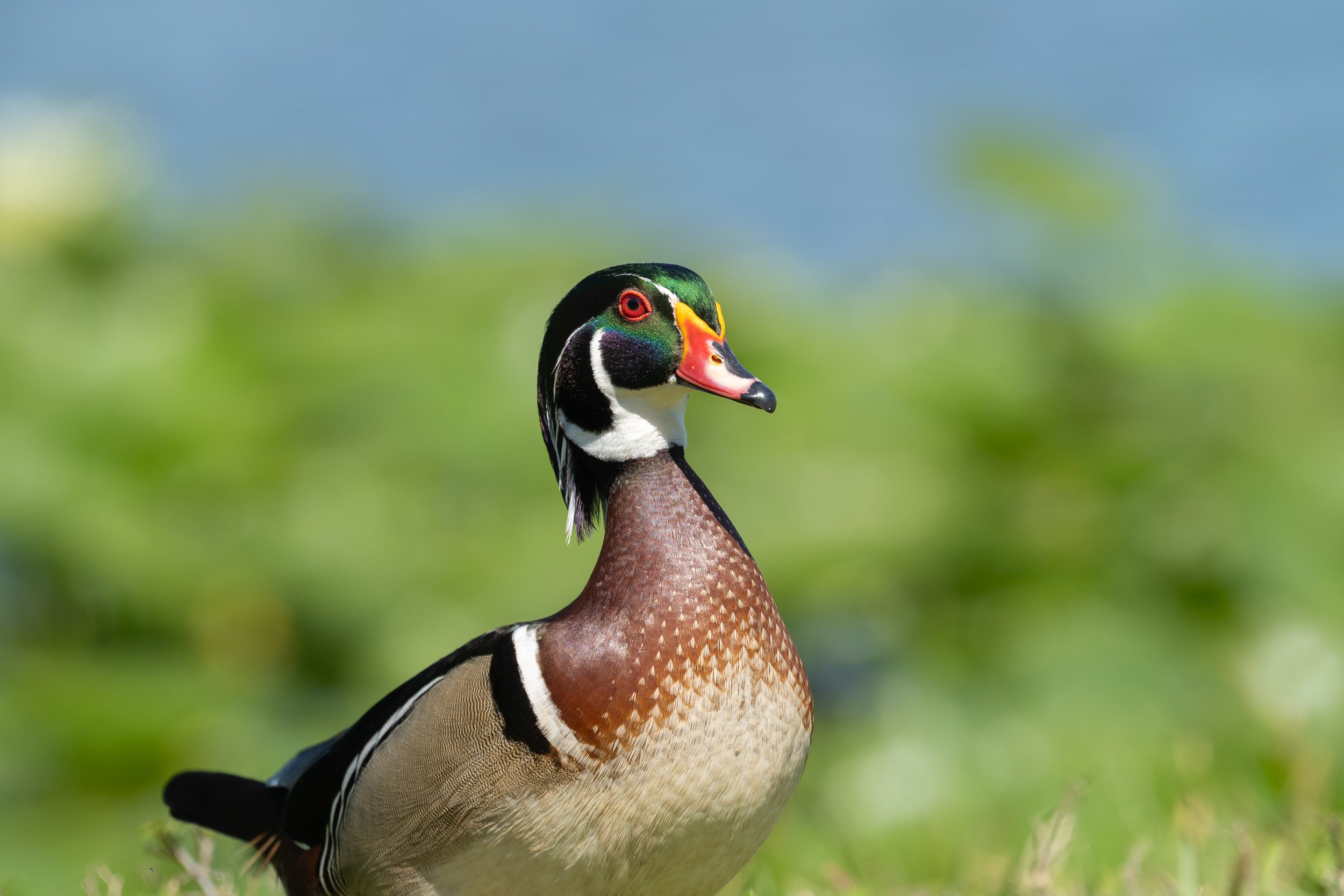 Male wood duck with iridescent green plumage and a red eye against a softly blurred green background.