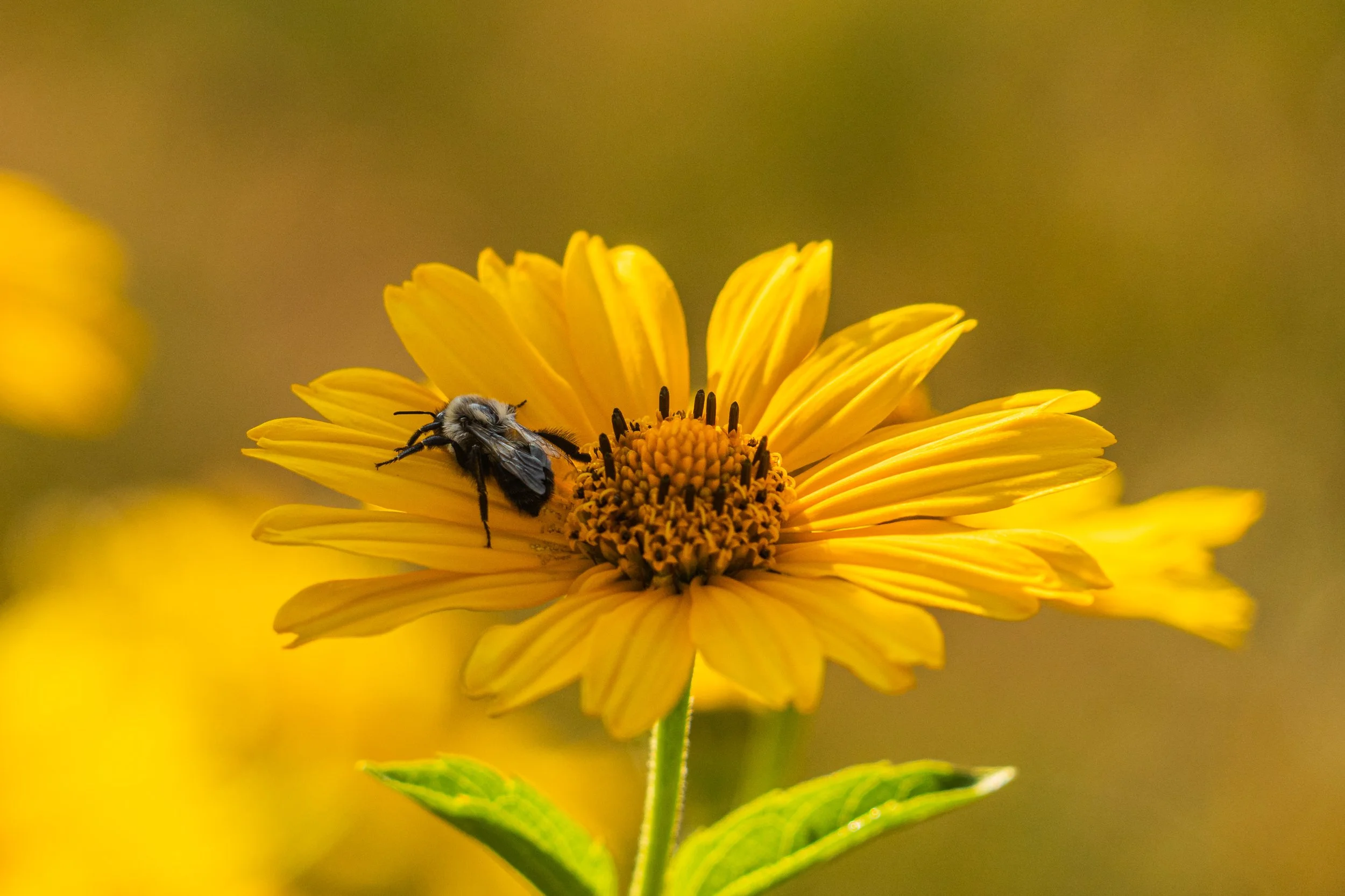 Bee collecting nectar from a yellow flower along the Marginal Way