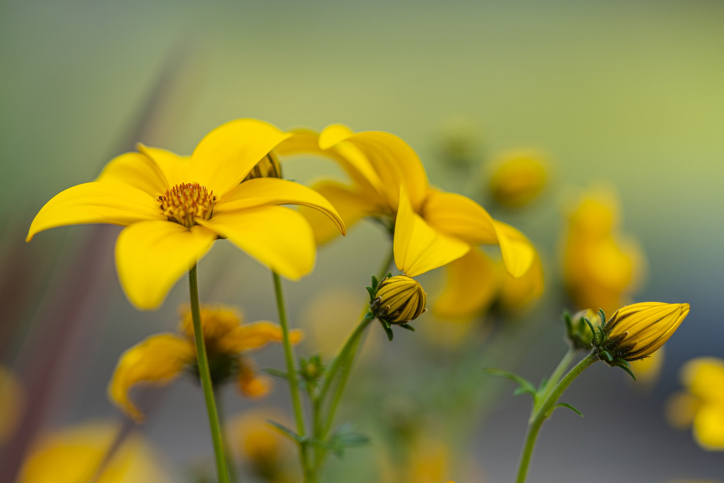 Bright yellow tickseed flowers and unopened buds against a softly blurred green and gray background.