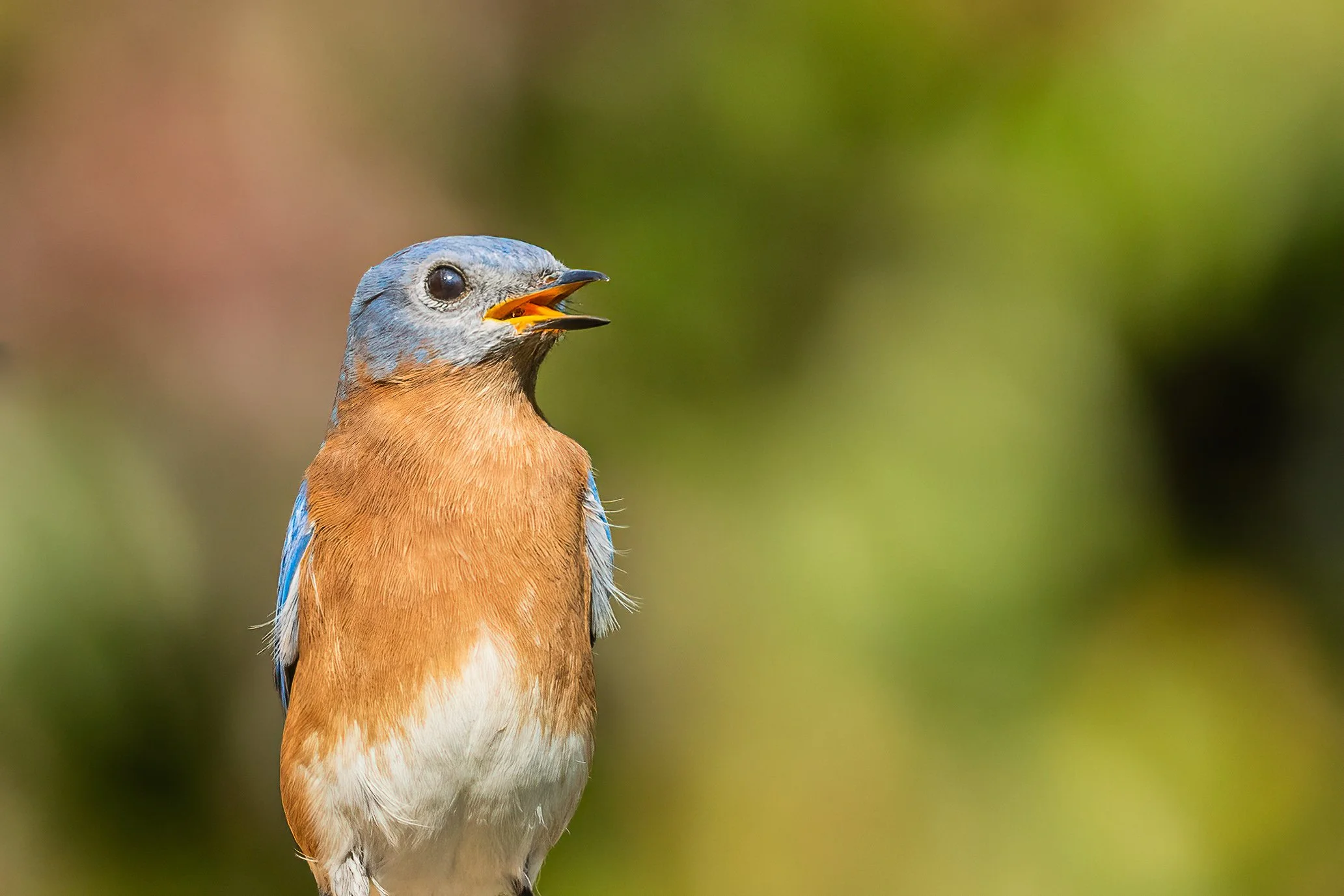 Eastern bluebird with its beak open in song against a softly blurred green background.